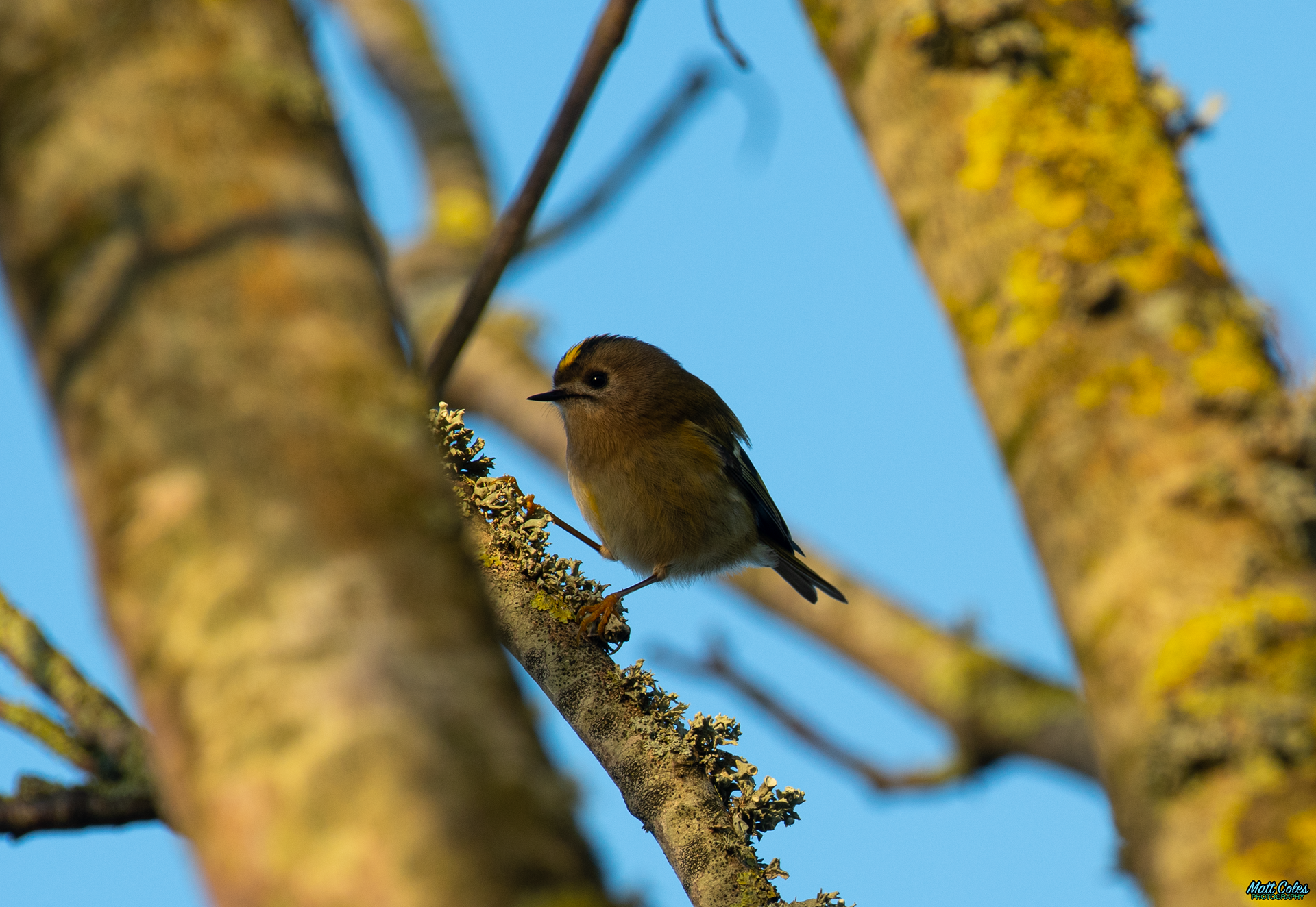 Goldcrest