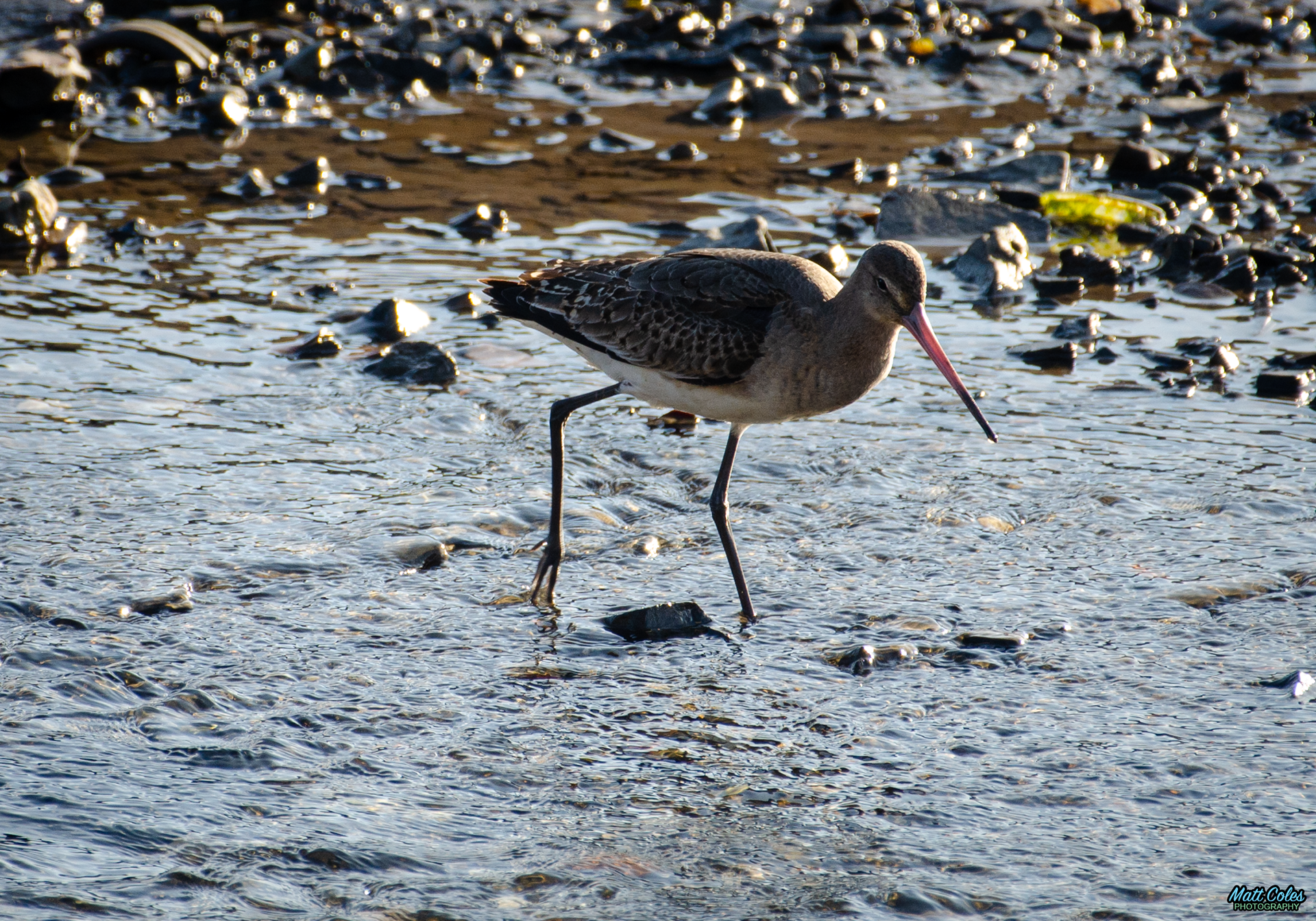 Black-Tailed Godwit