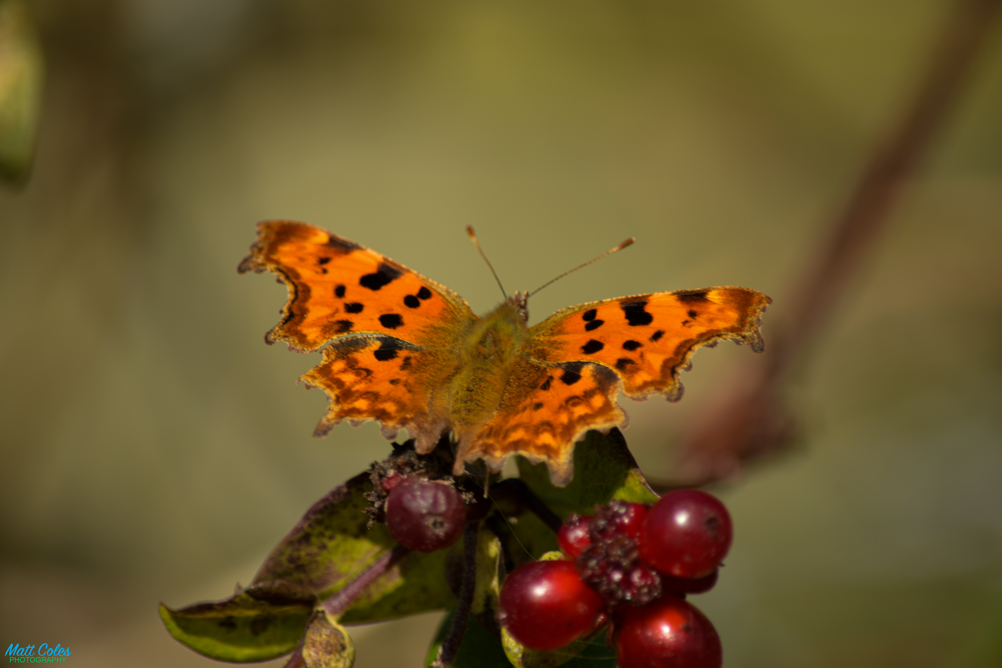 Comma