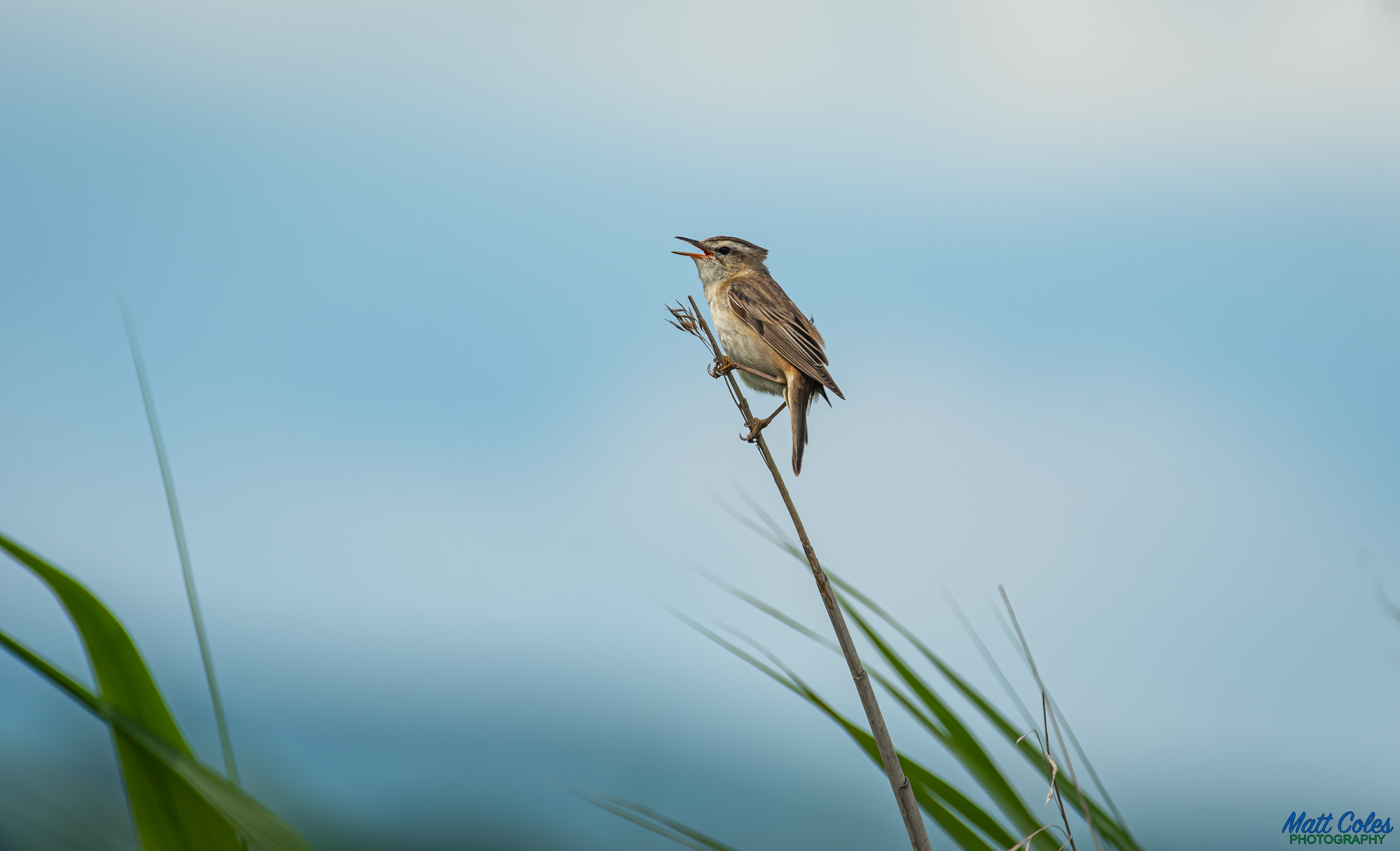 Sedge Warbler