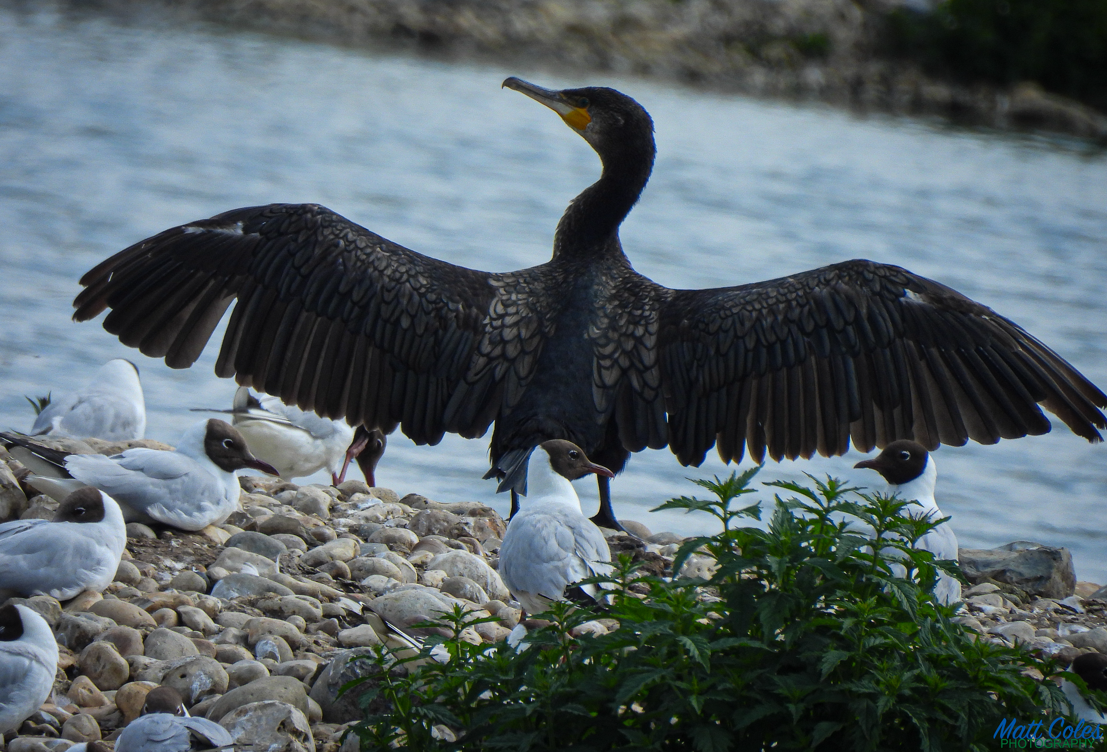 Cormorant