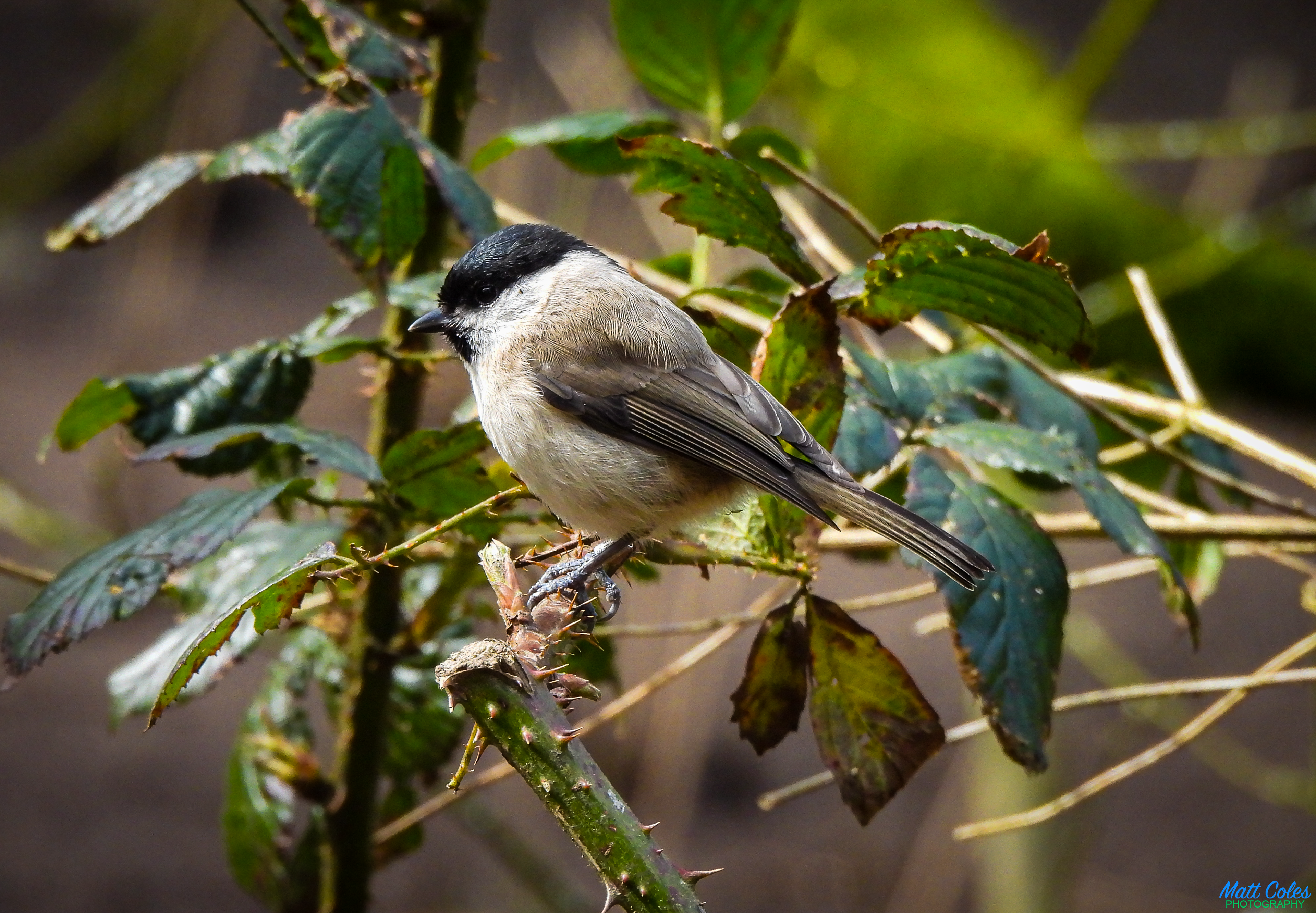 Marsh Tit
