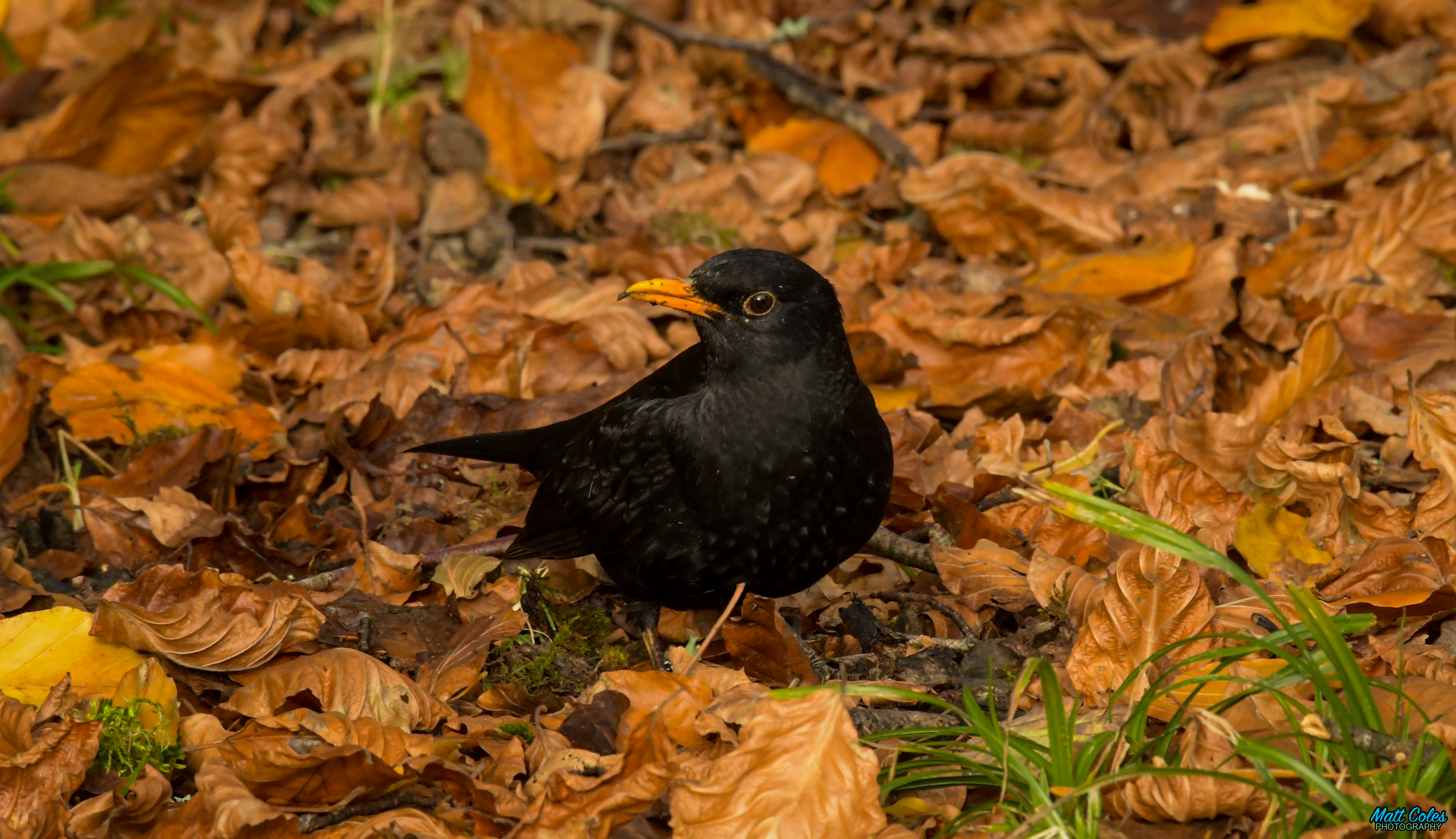 Blackbird