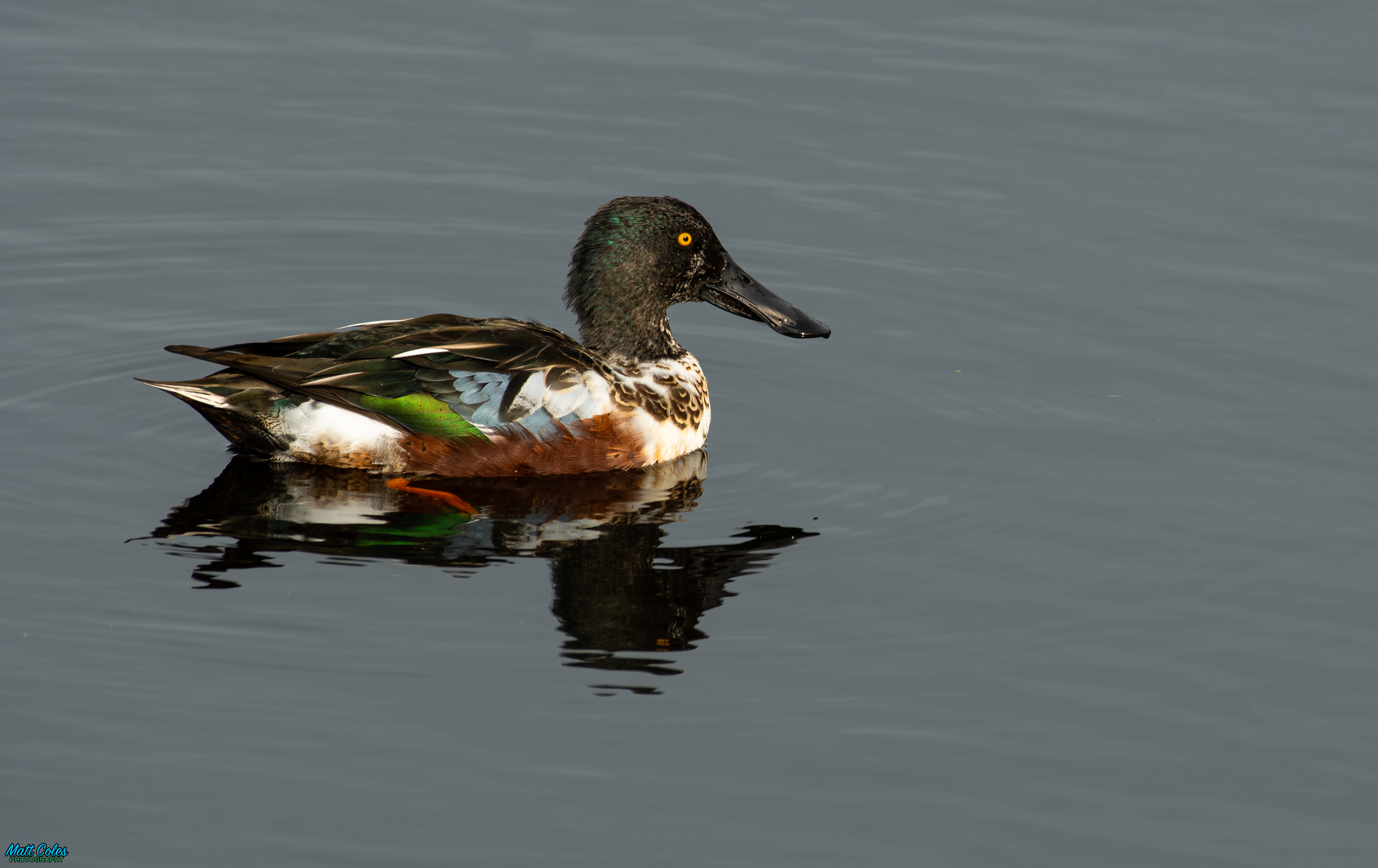 Shoveler