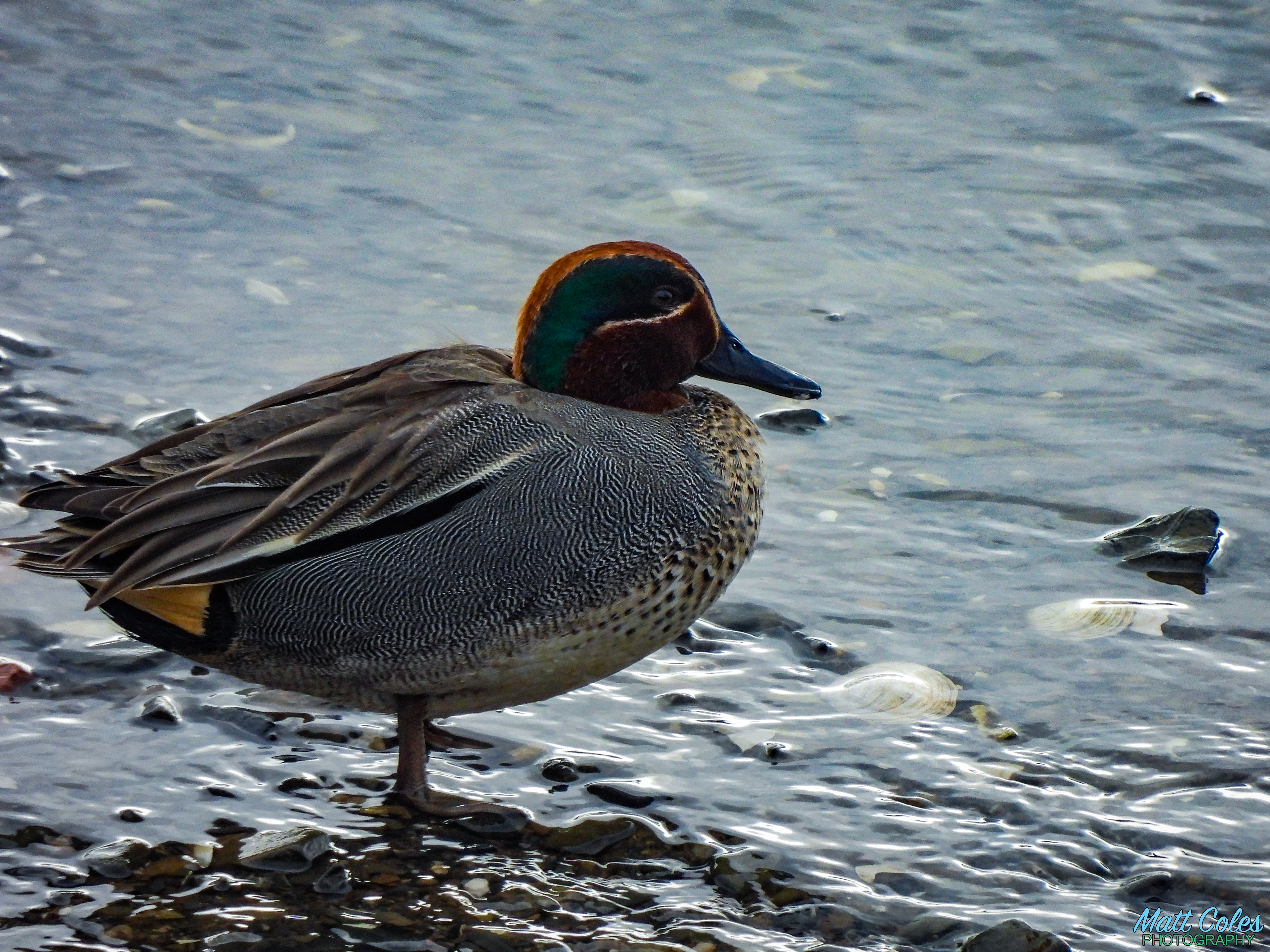 Teal