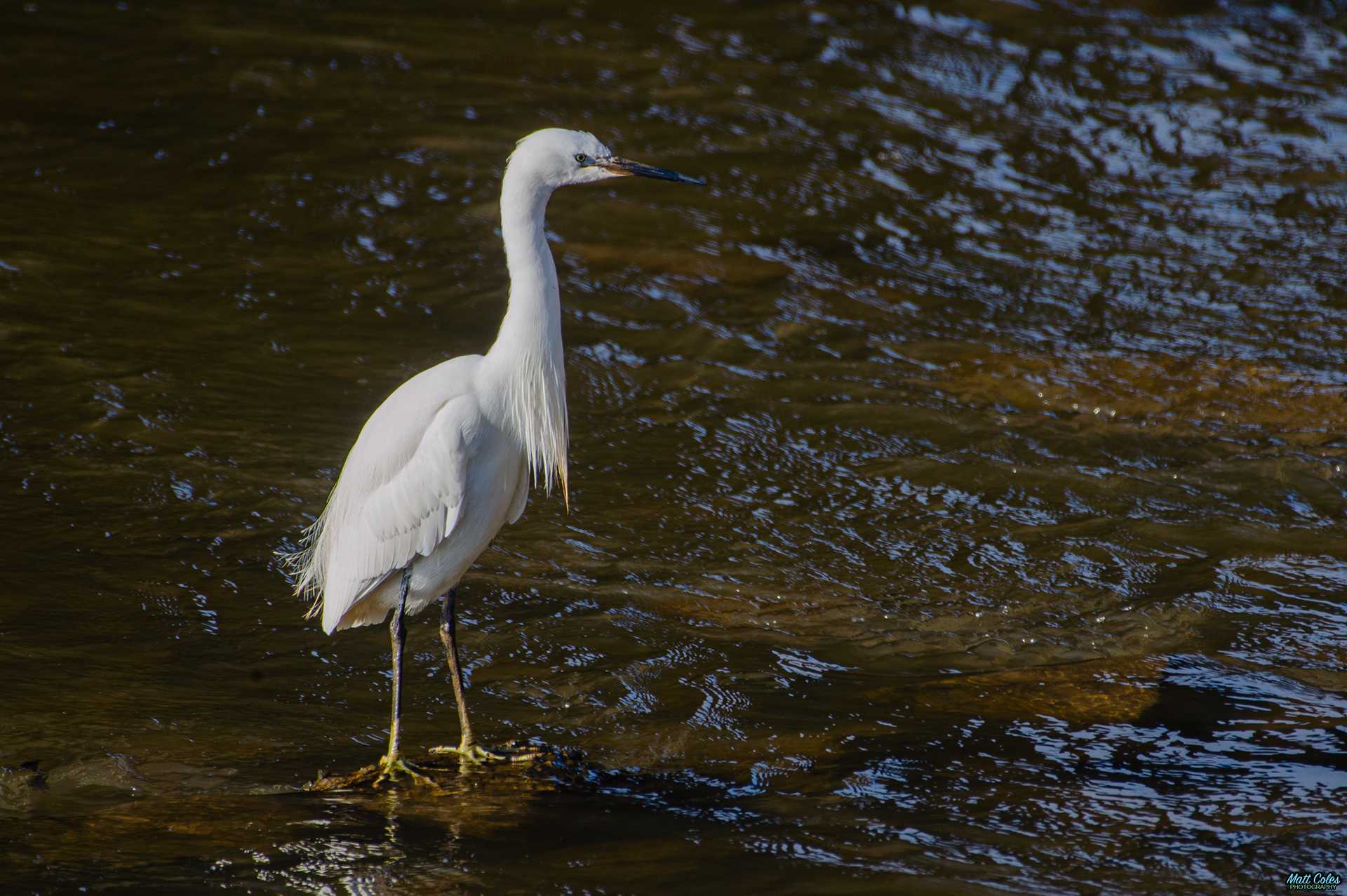 Little Egret