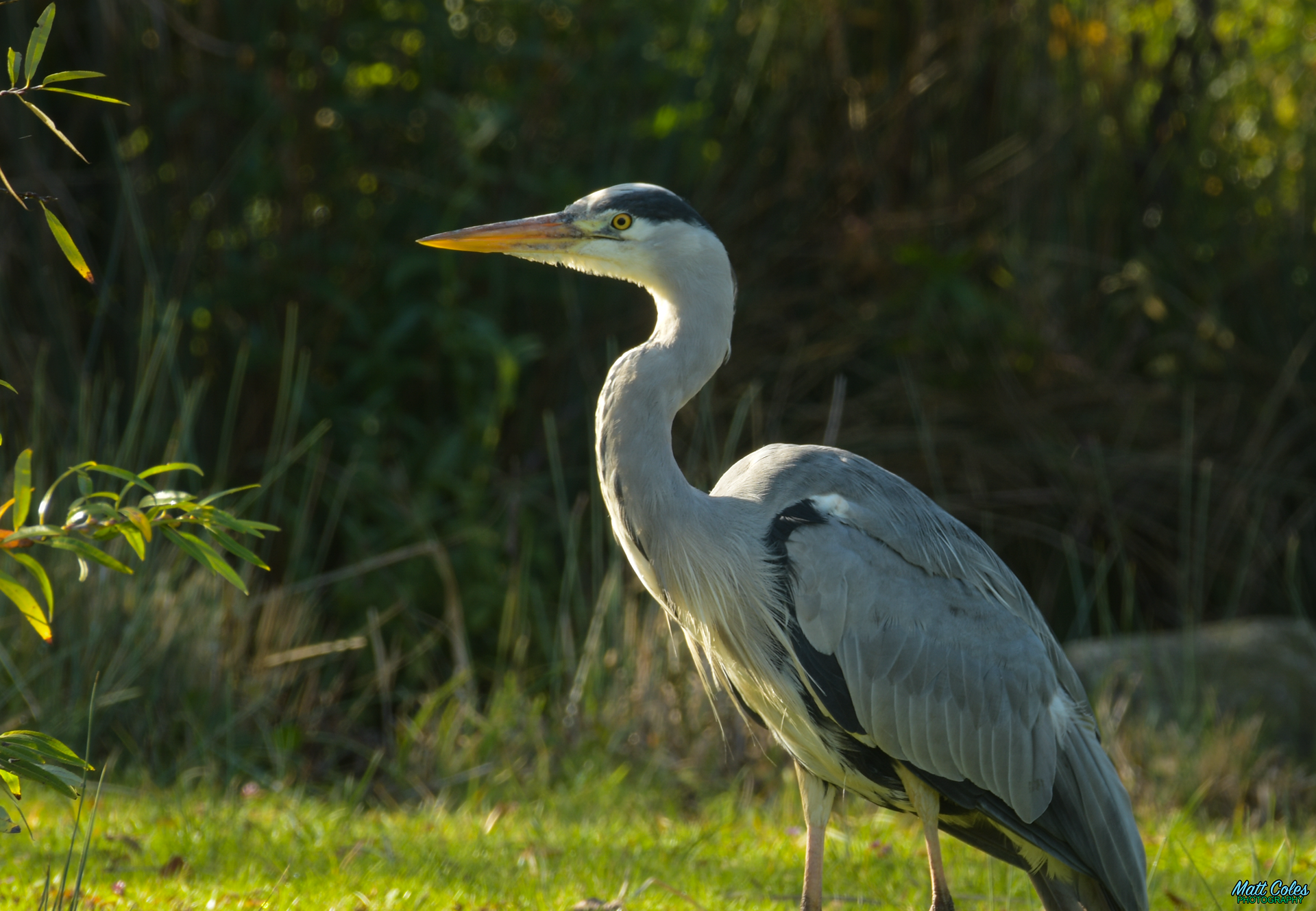 Grey Heron