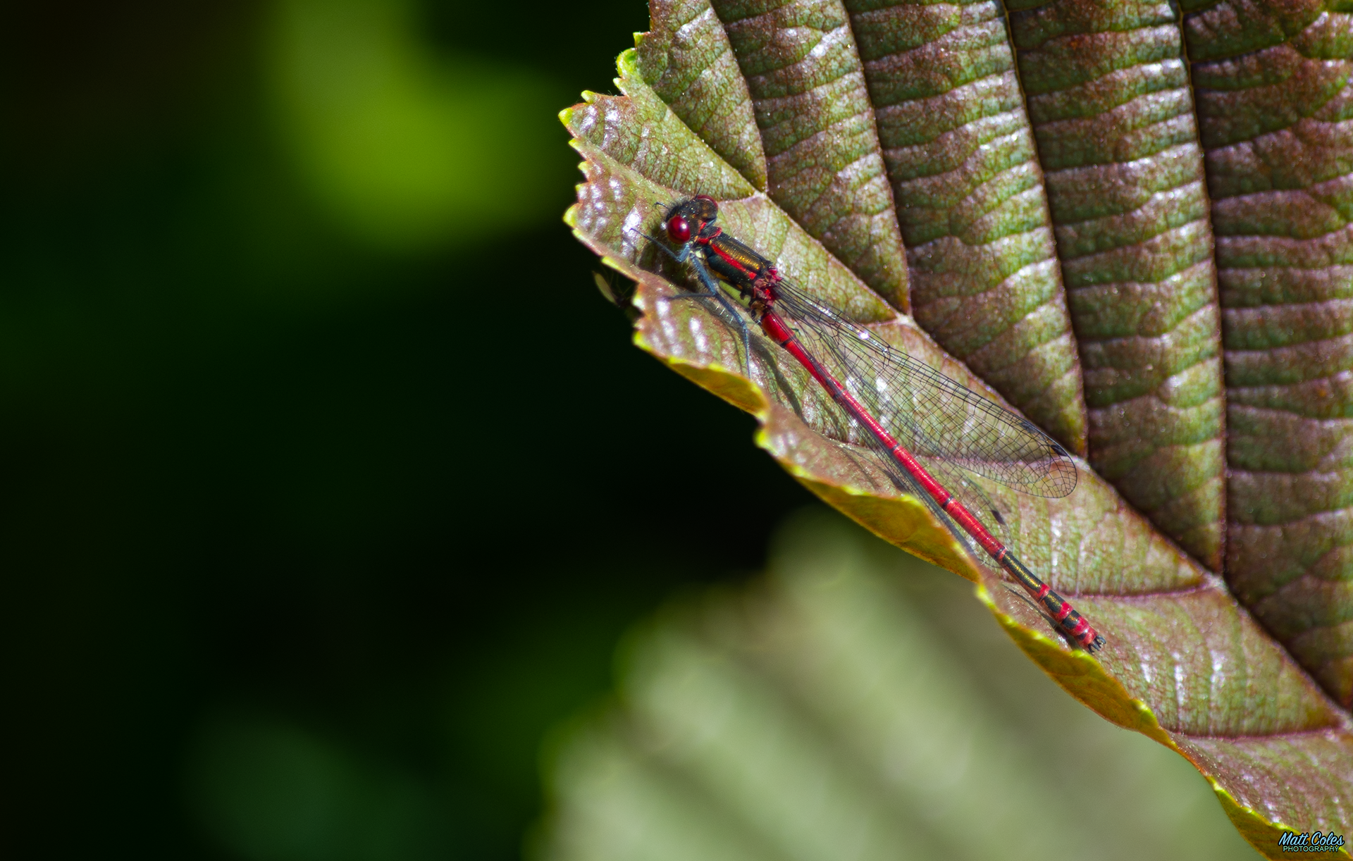 Large Red Damselfly