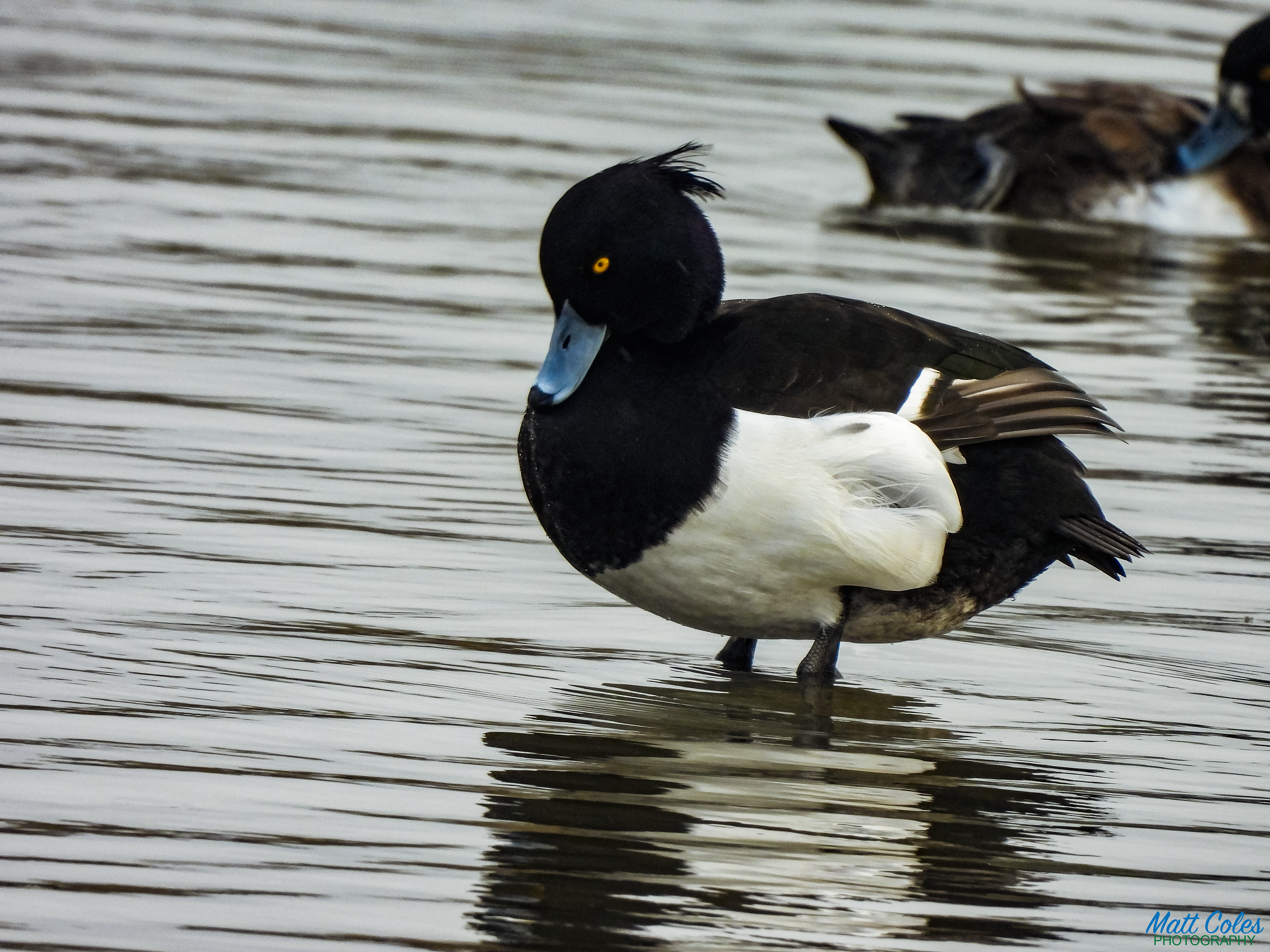Tufted Duck
