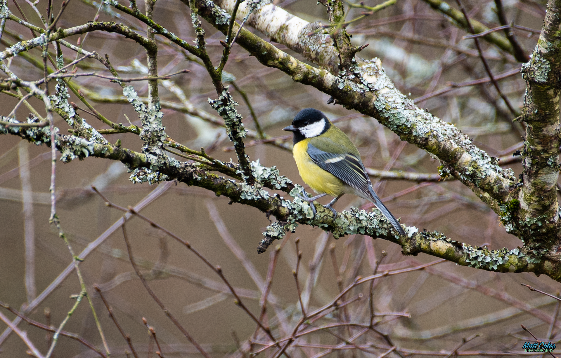Great Tit