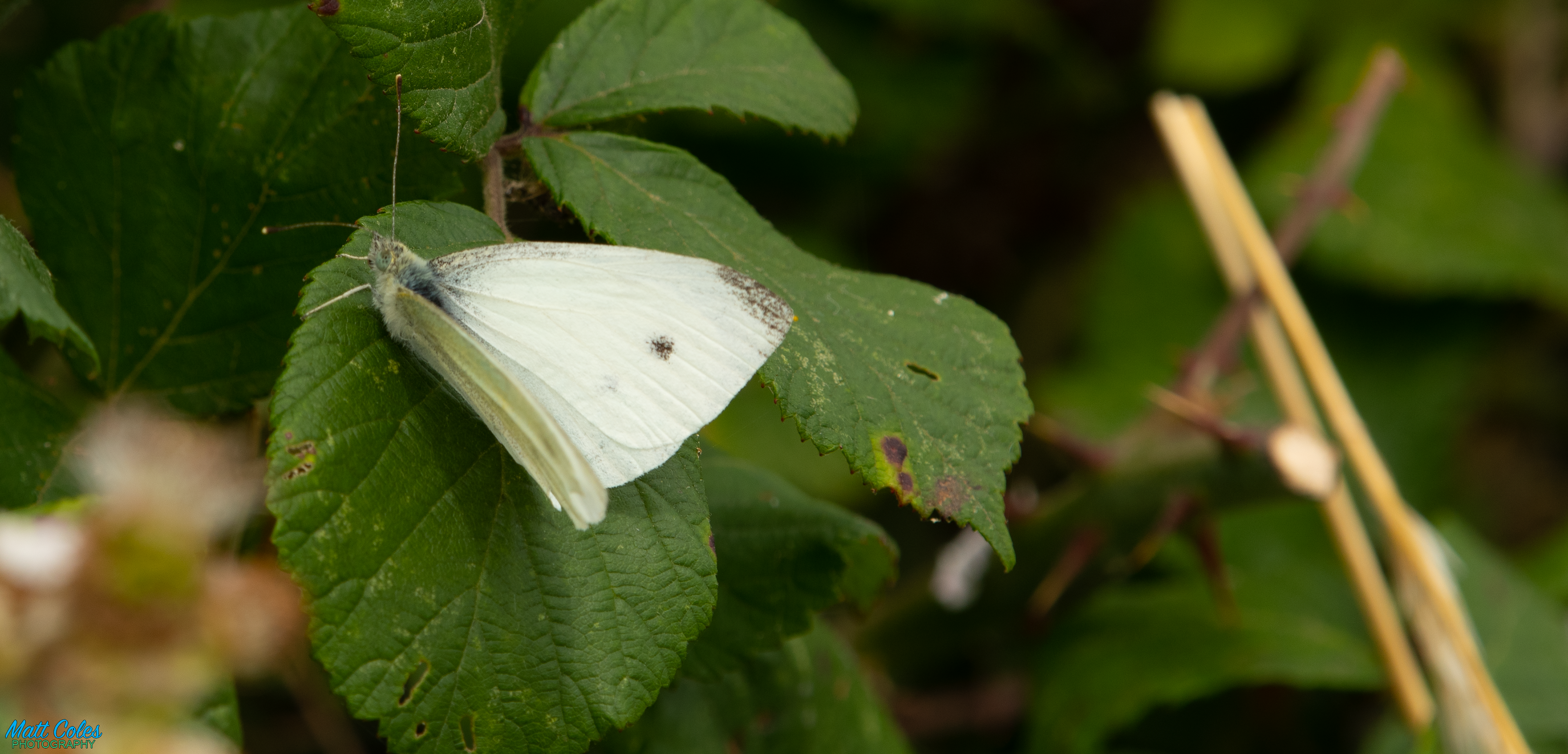 Small White