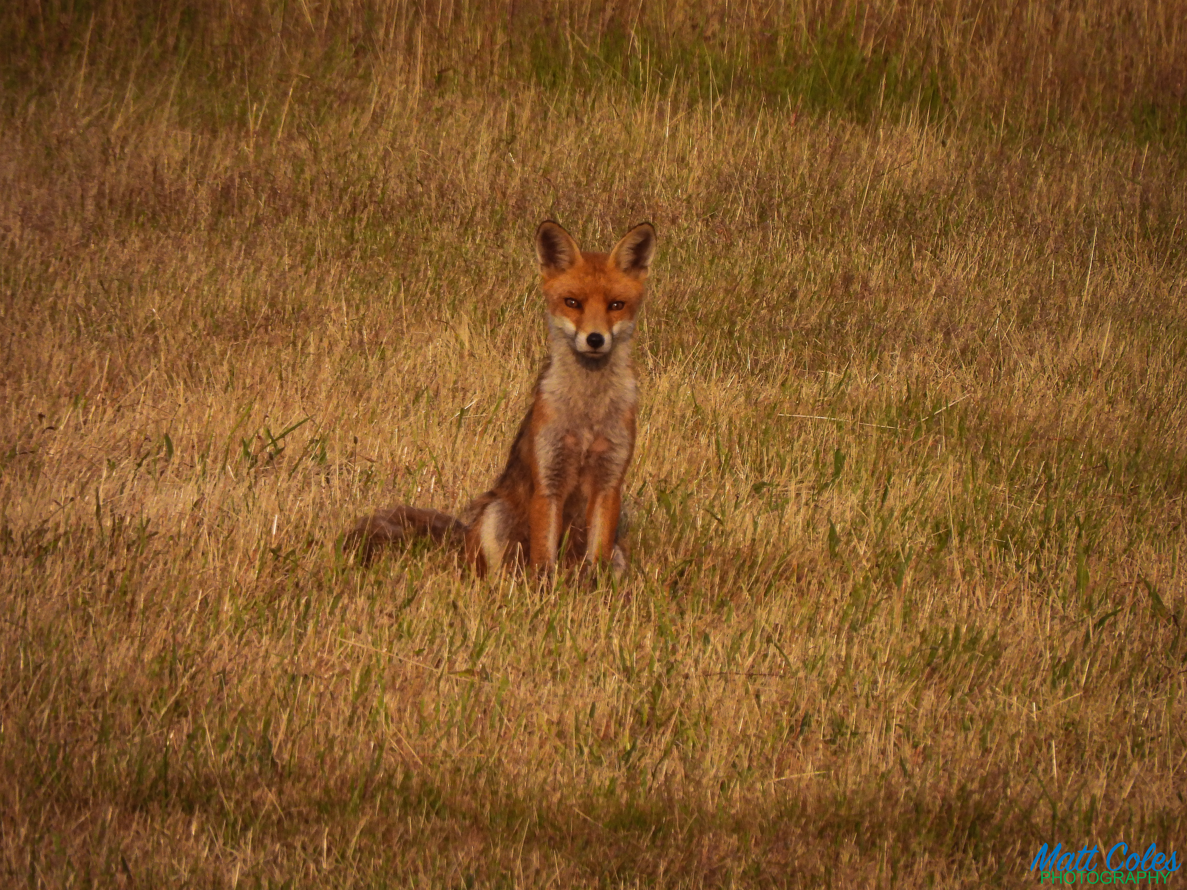 Red Fox