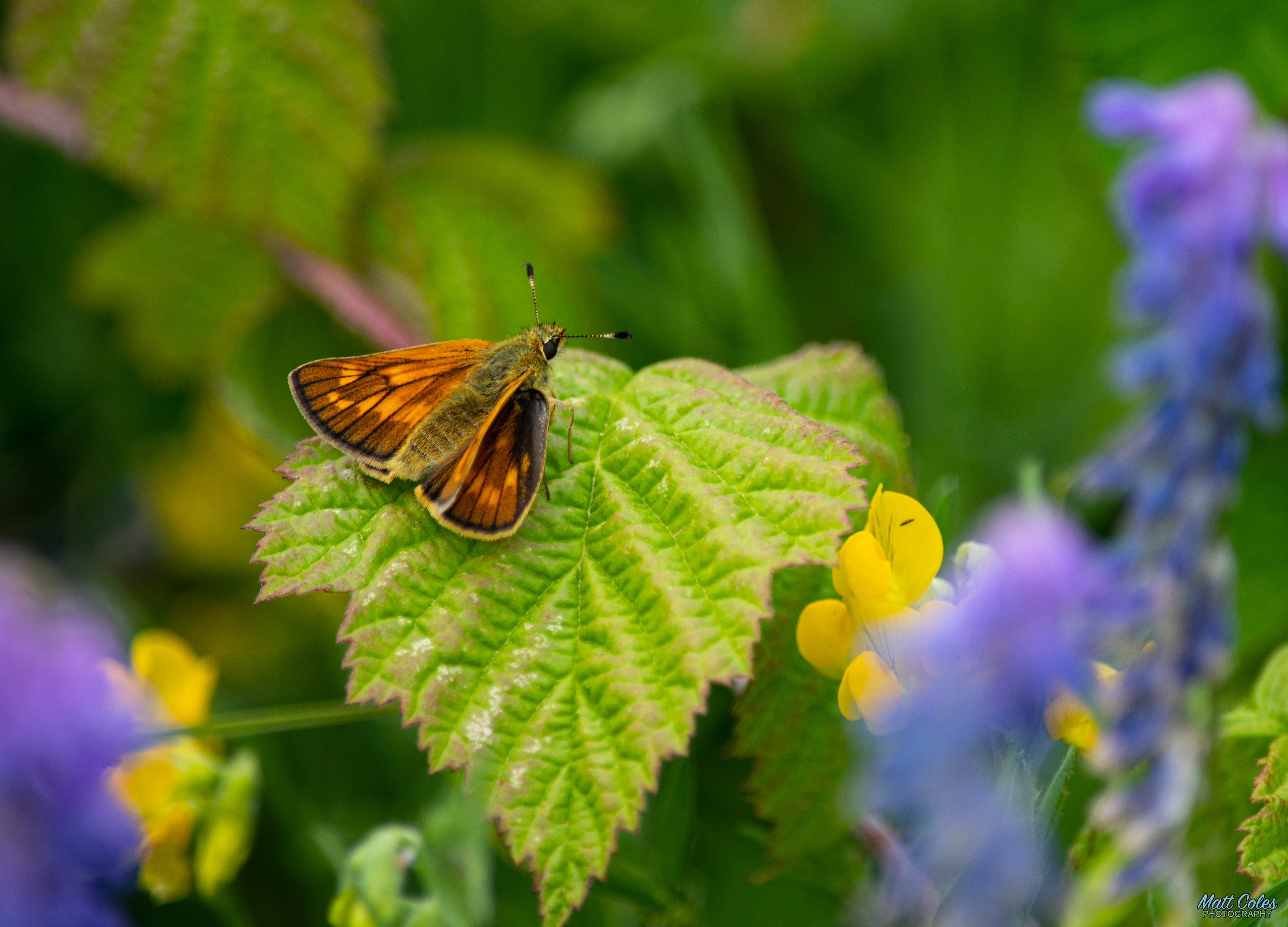 Large Skipper