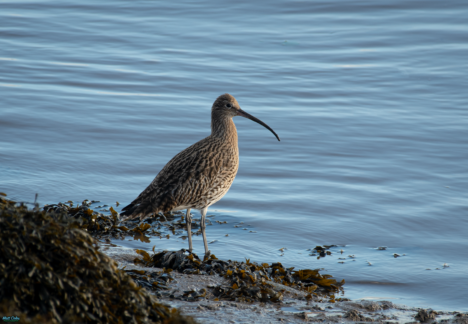 Curlew