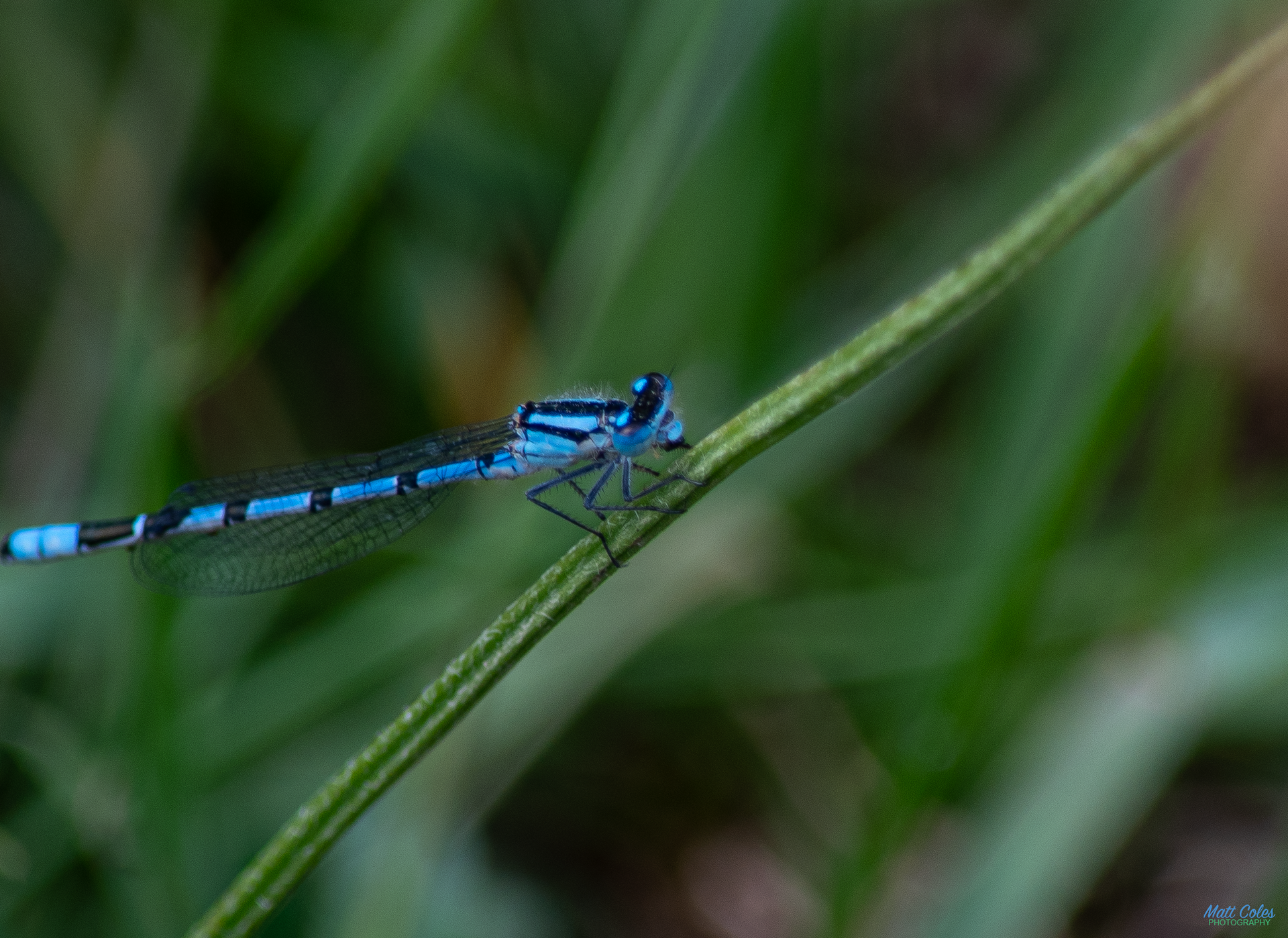 Common Blue Damselfly
