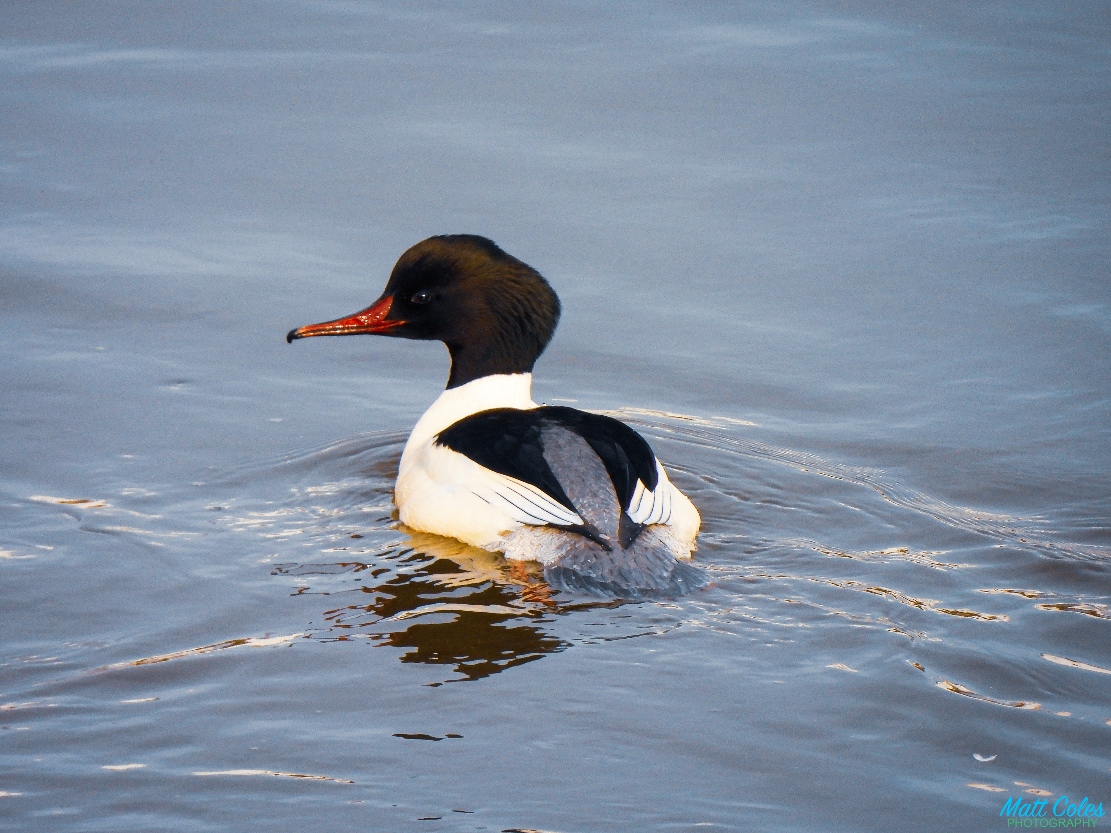 Goosander
