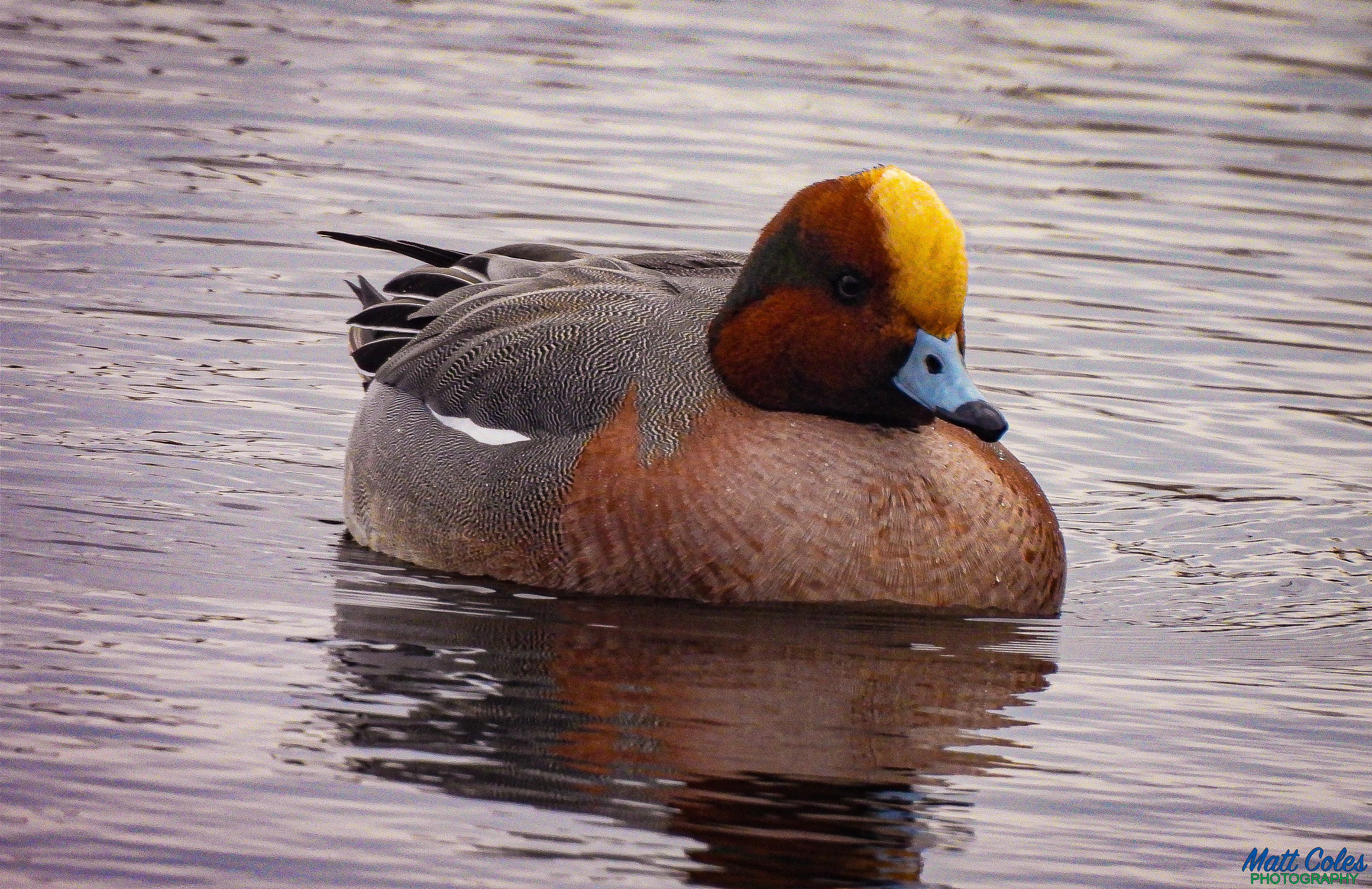 Wigeon