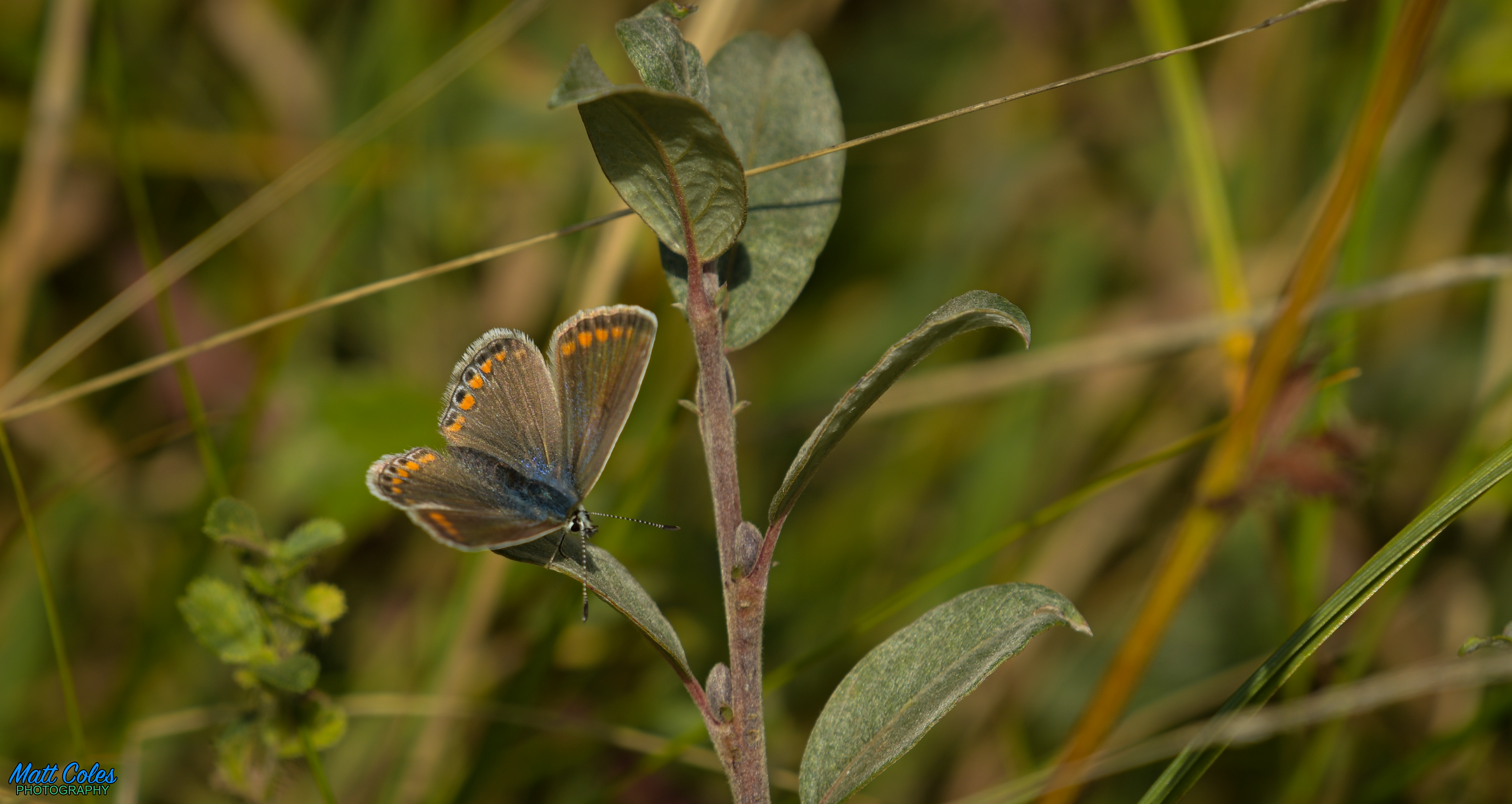 Common Blue (female)