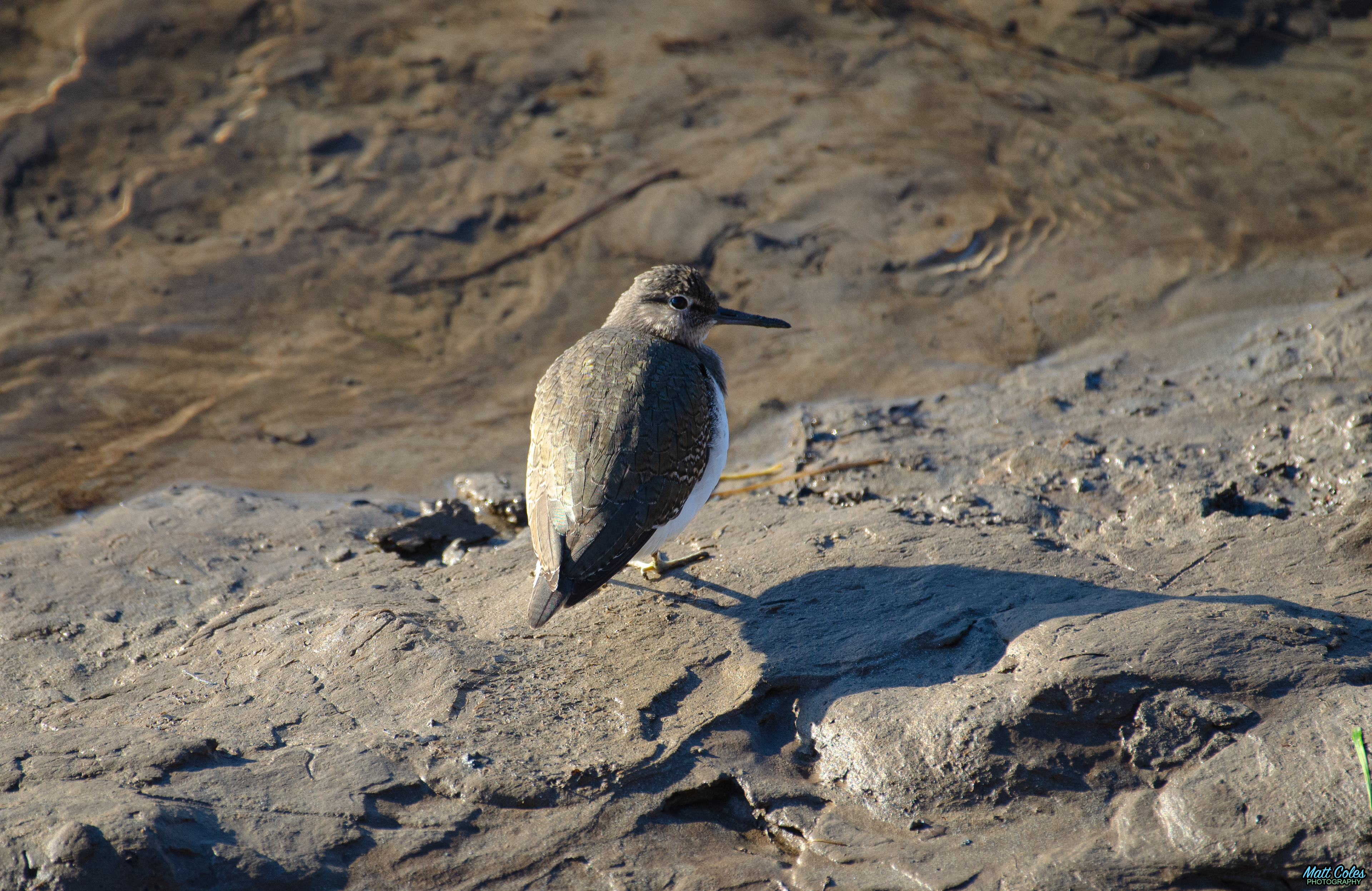 Common Sandpiper