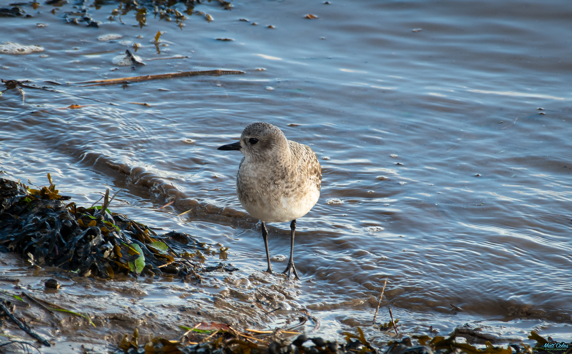 Grey Plover