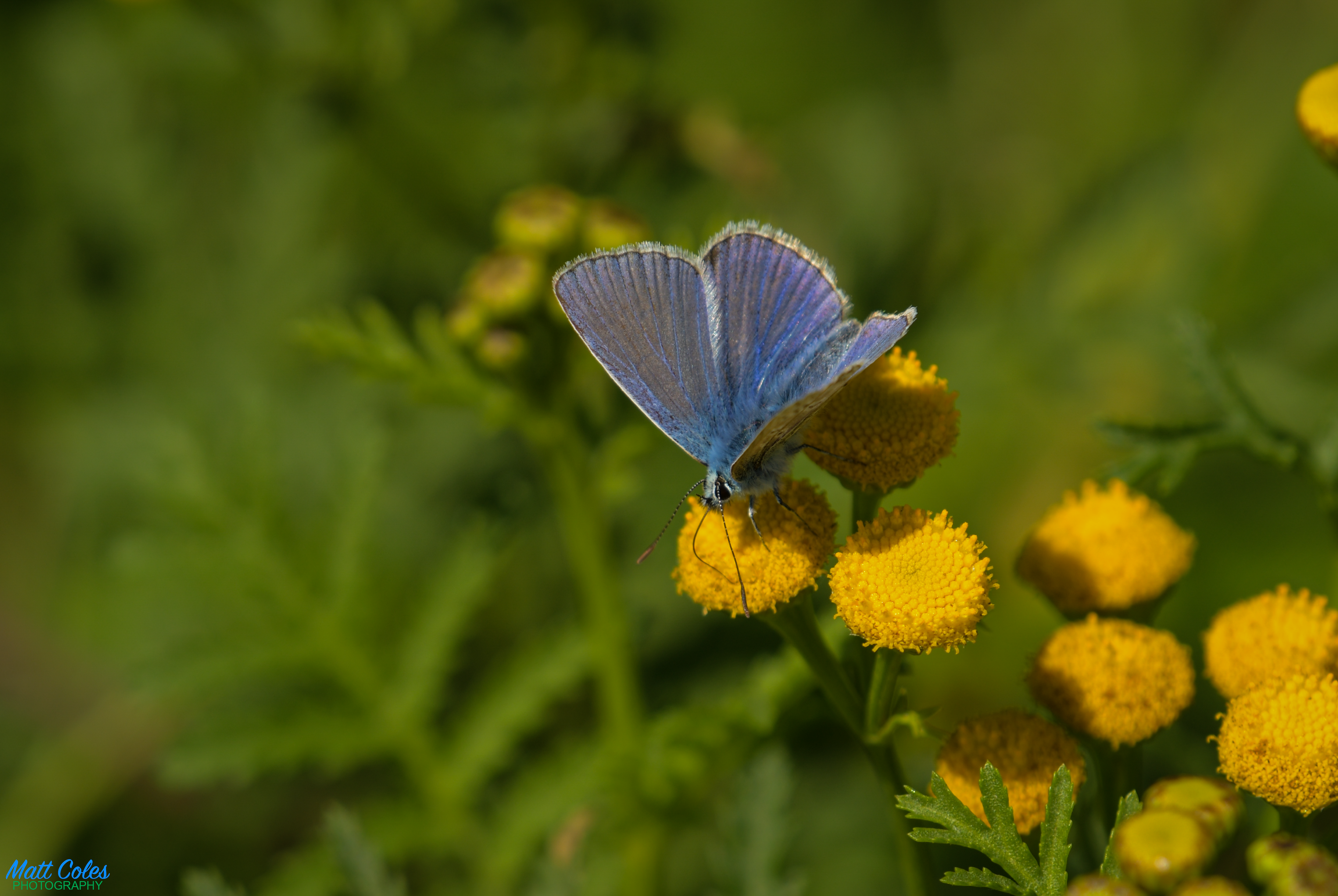 Common Blue (male)
