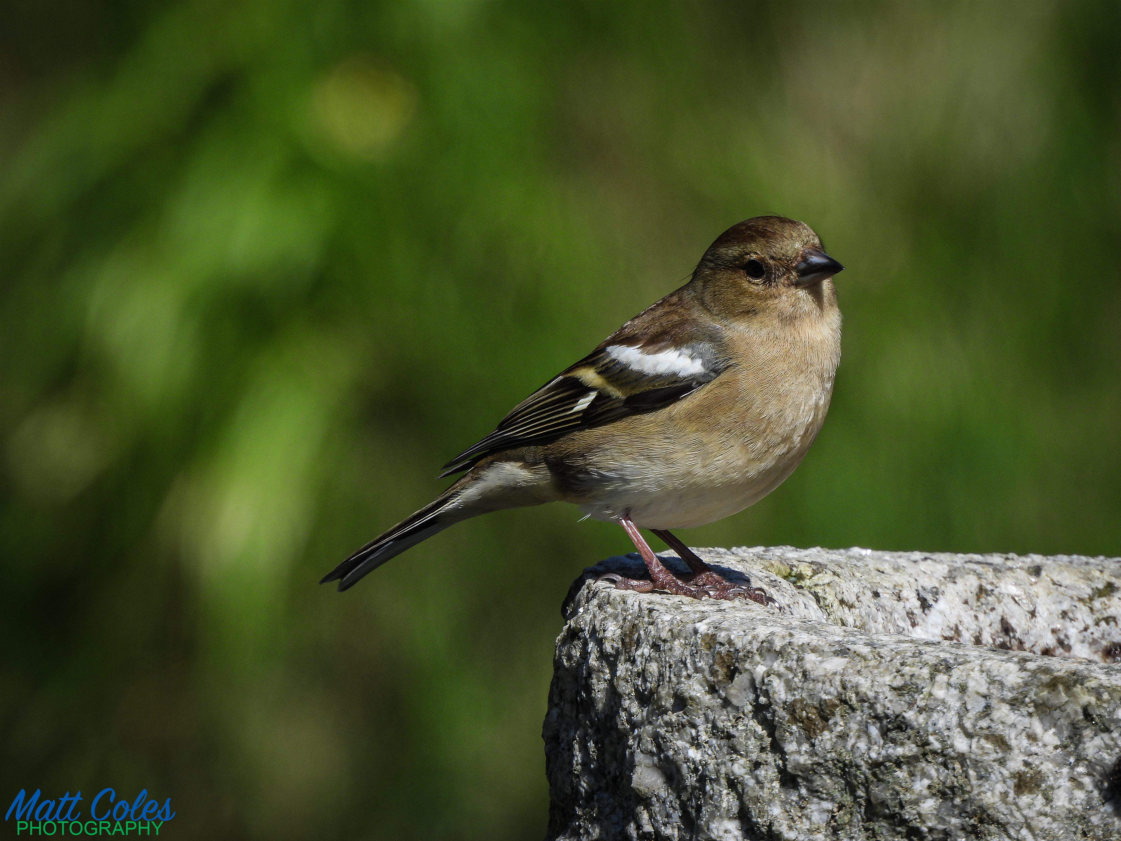 Chaffinch