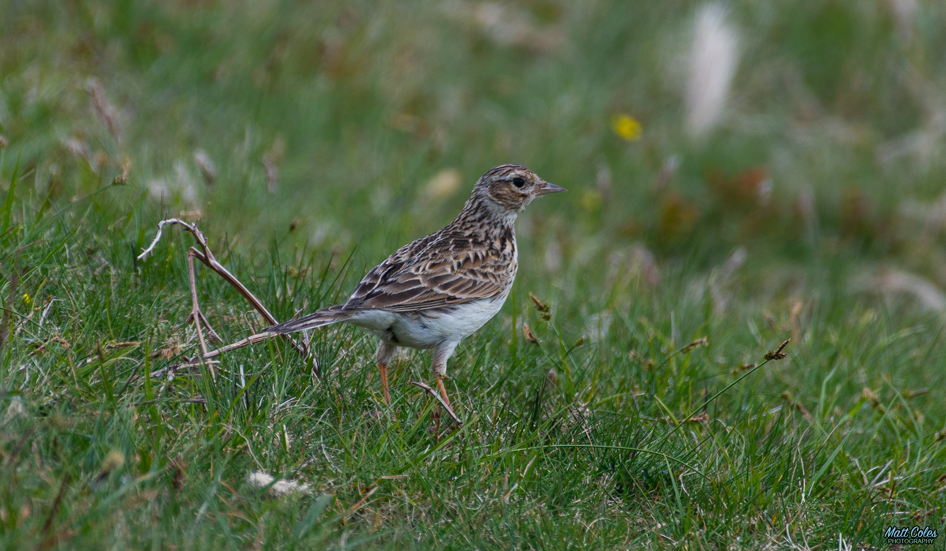 Skylark