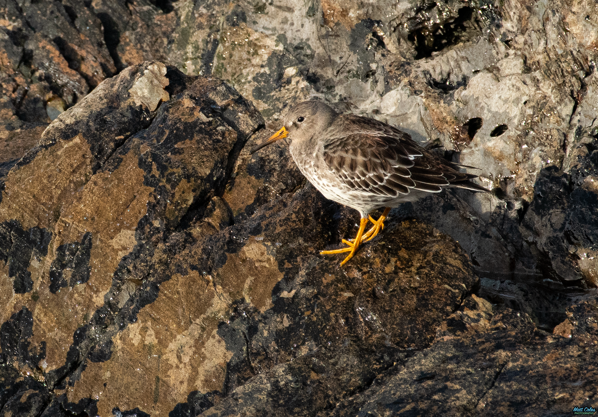 Purple Sandpiper