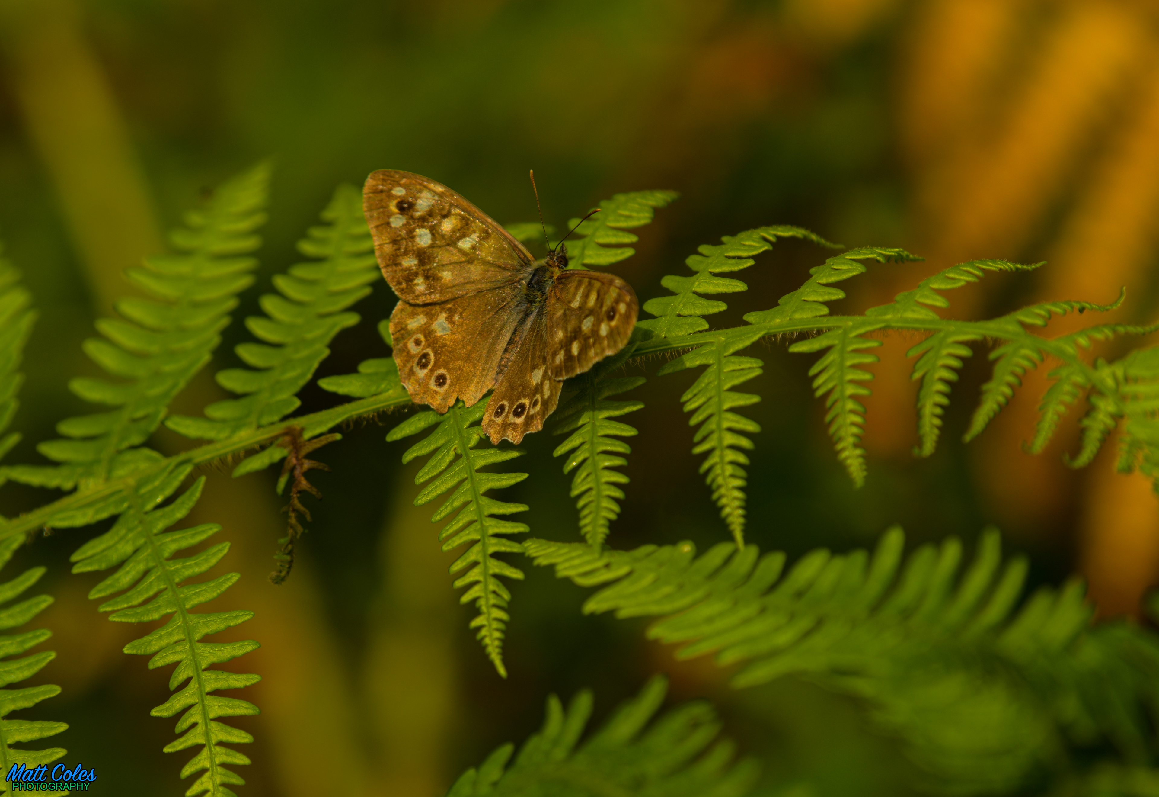 Speckled Wood