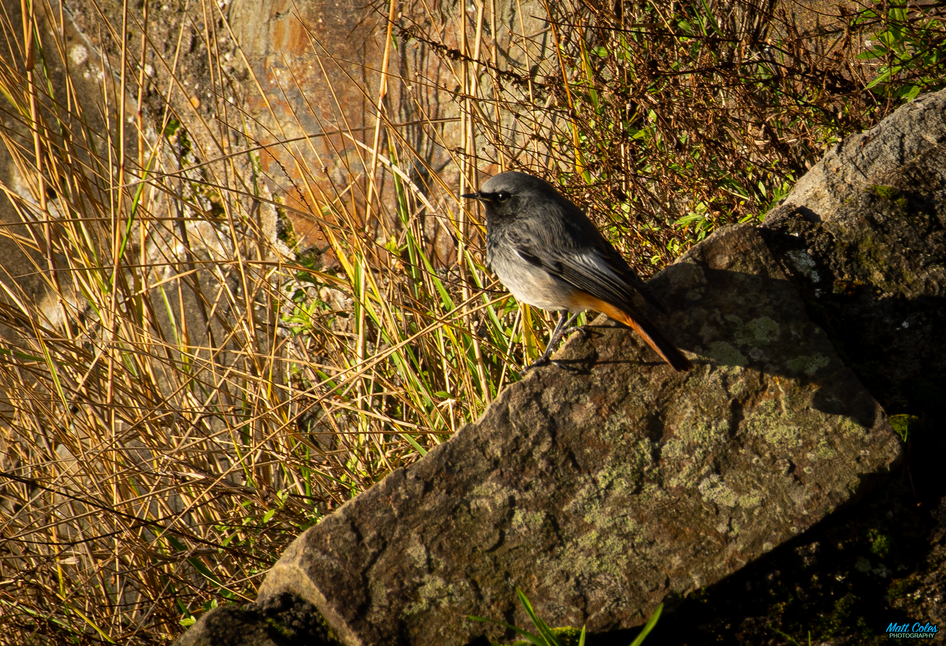 Black Redstart