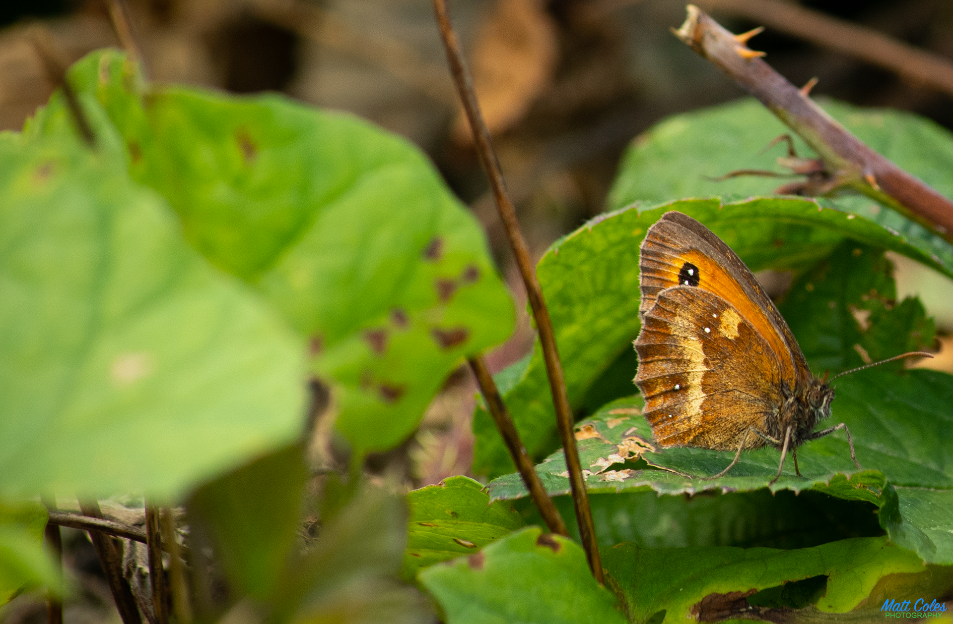 Gatekeeper (a.k.a. Hedge Brown)