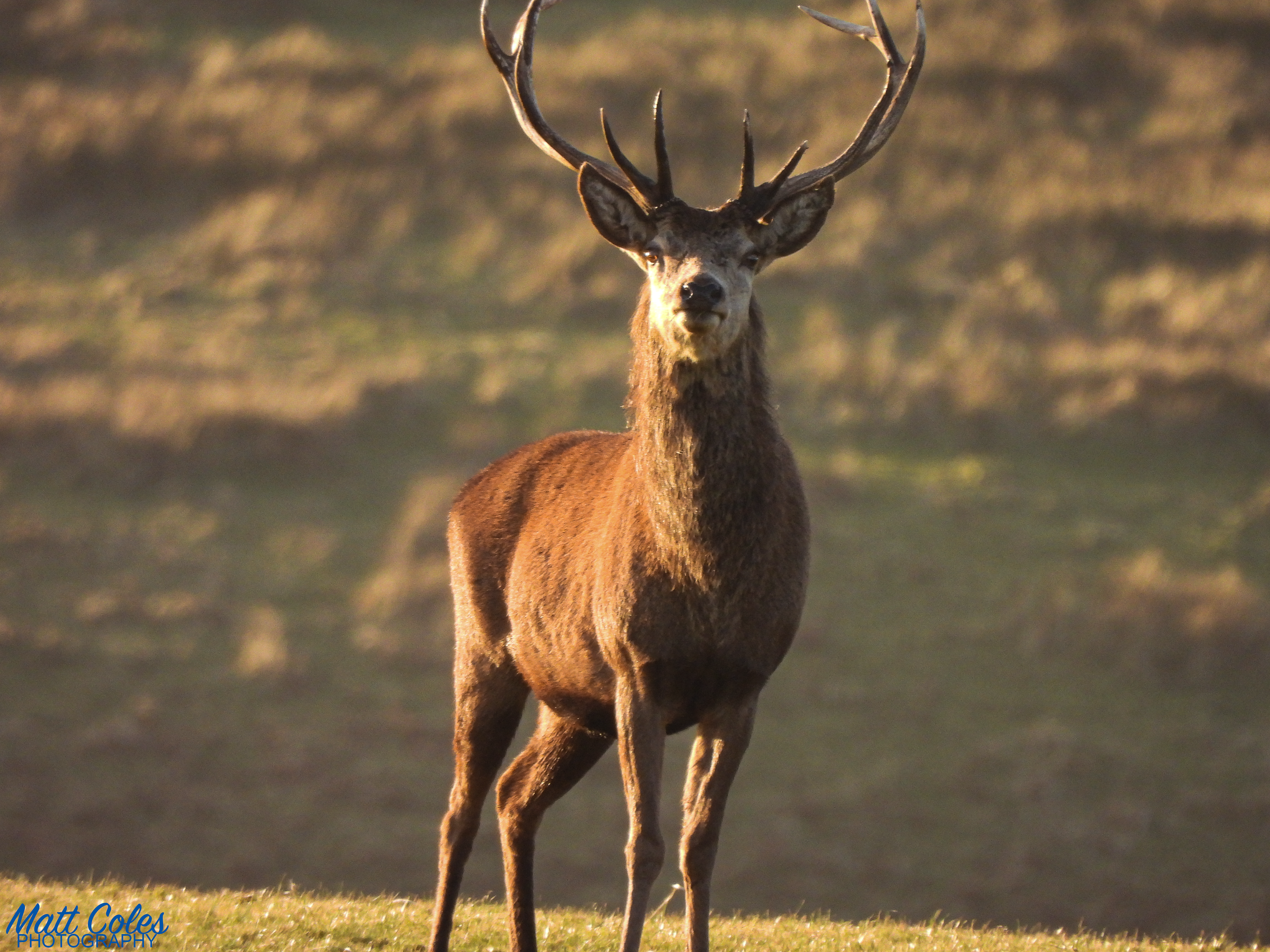 Red Deer