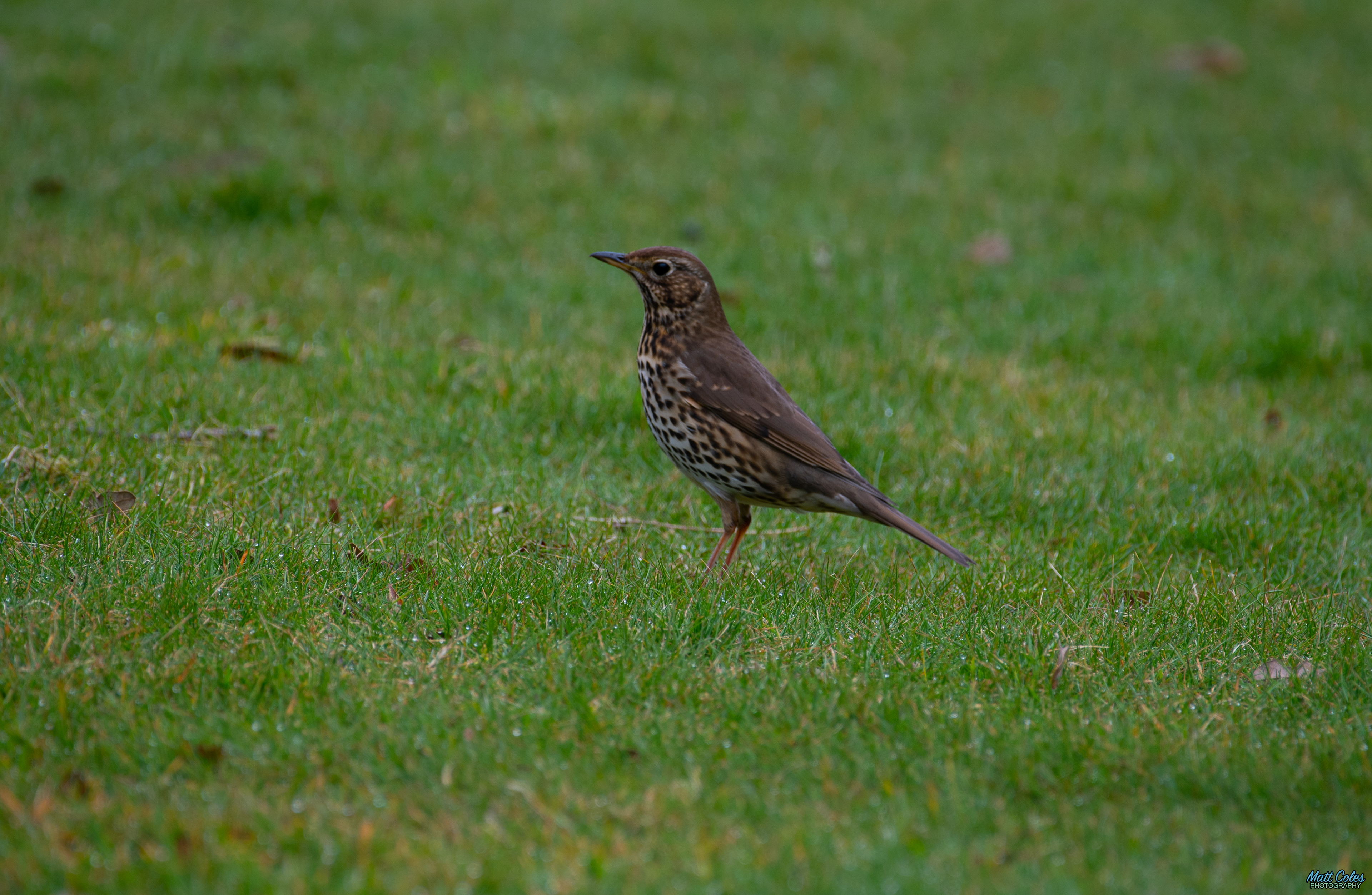 Song Thrush