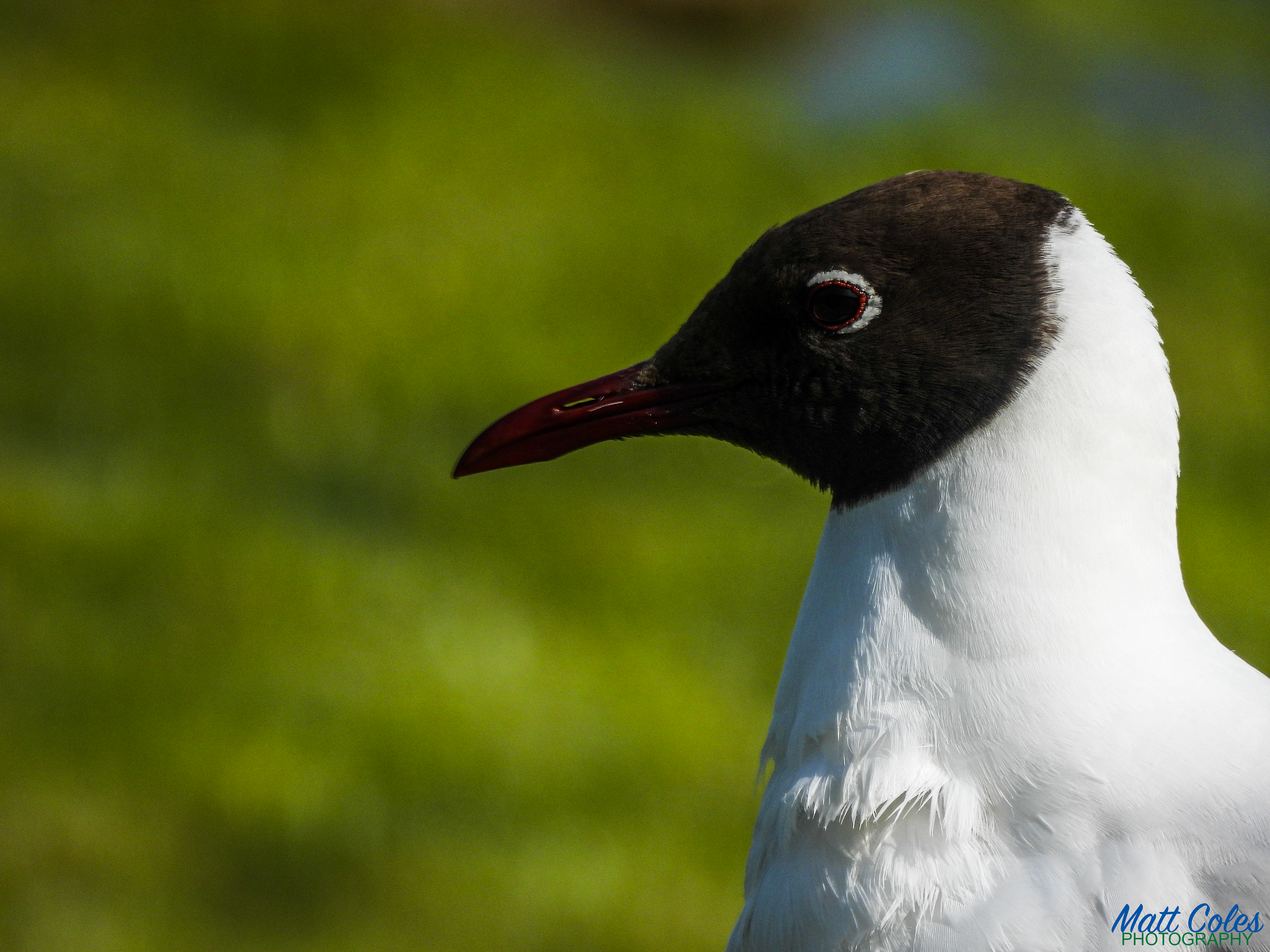 Black-Headed Gull
