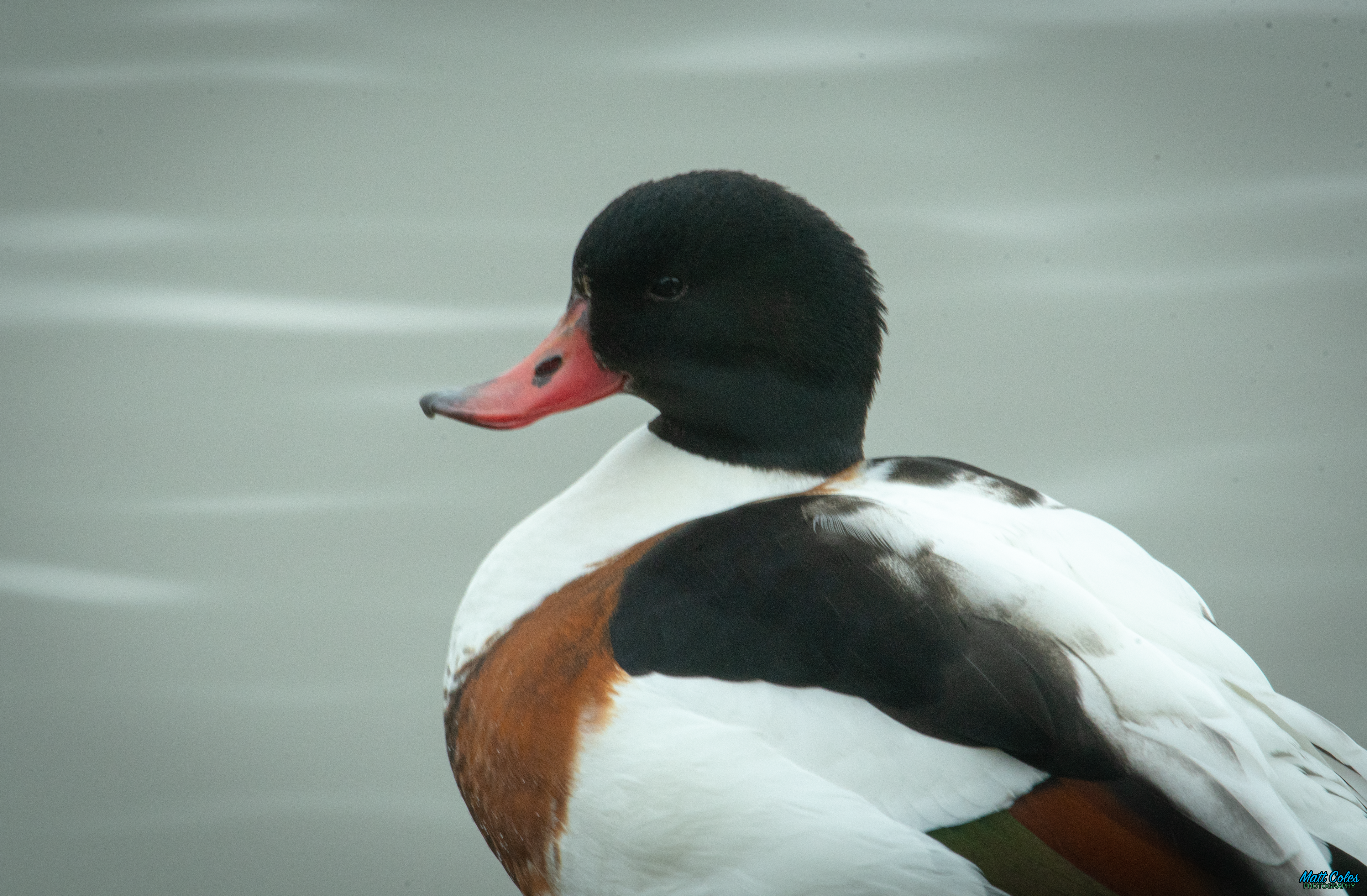 Shelduck