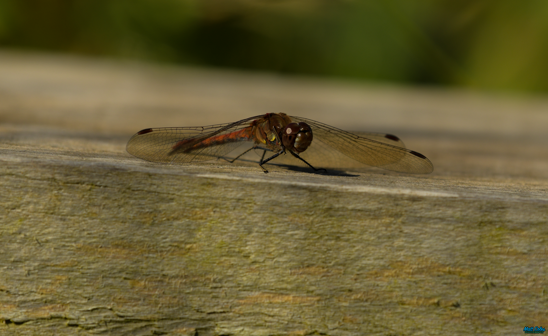 Common Darter
