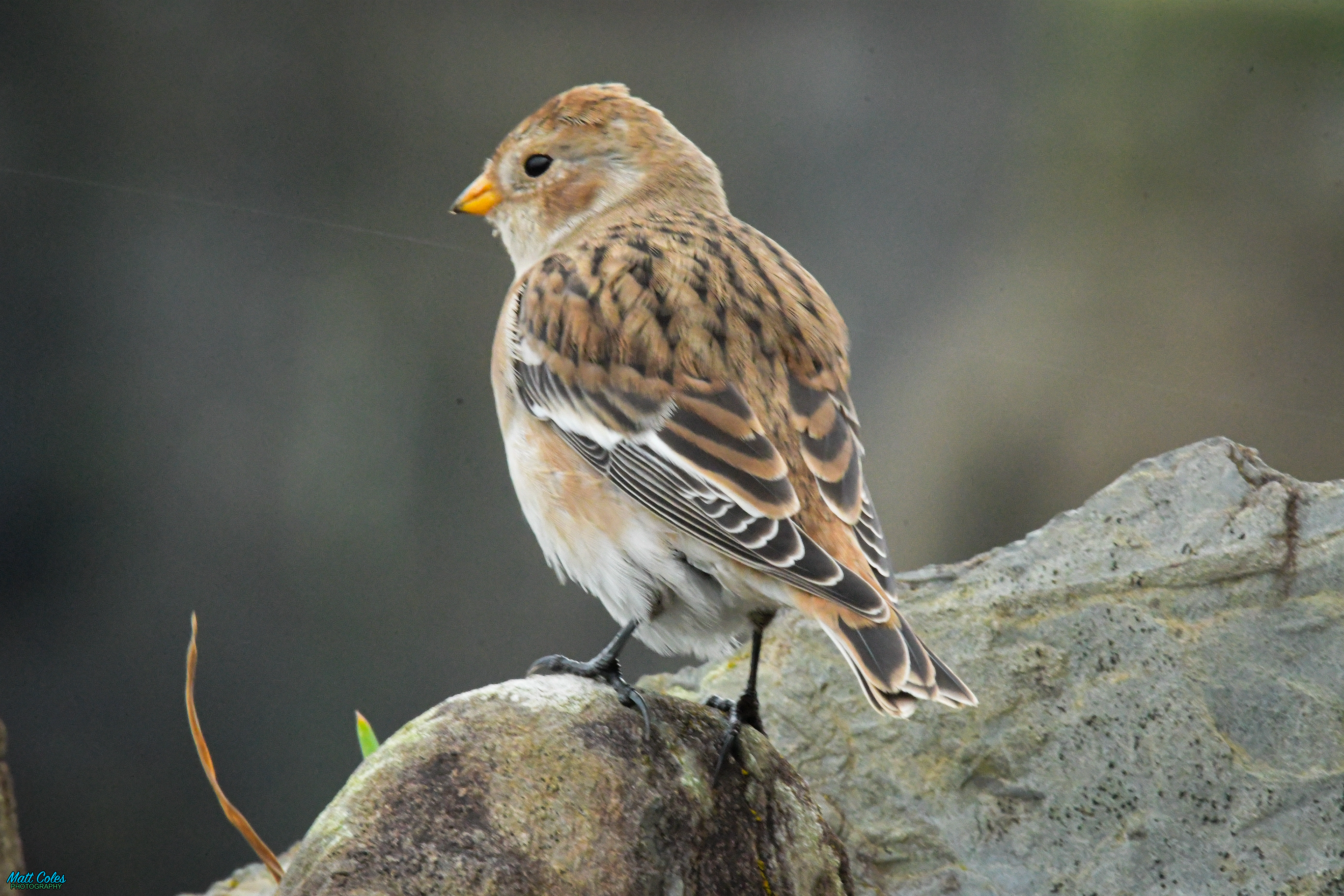 Snow Bunting