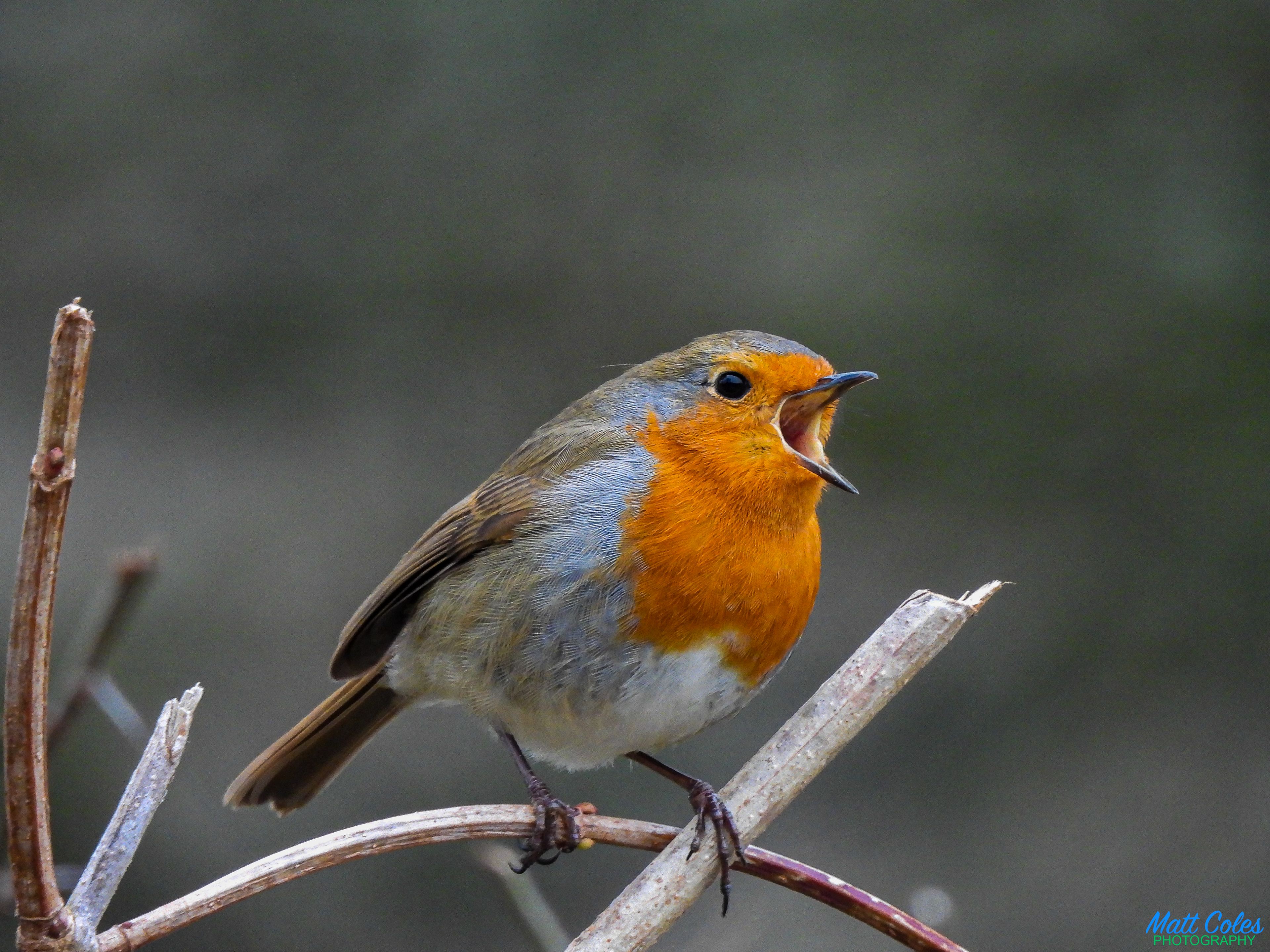 Robin