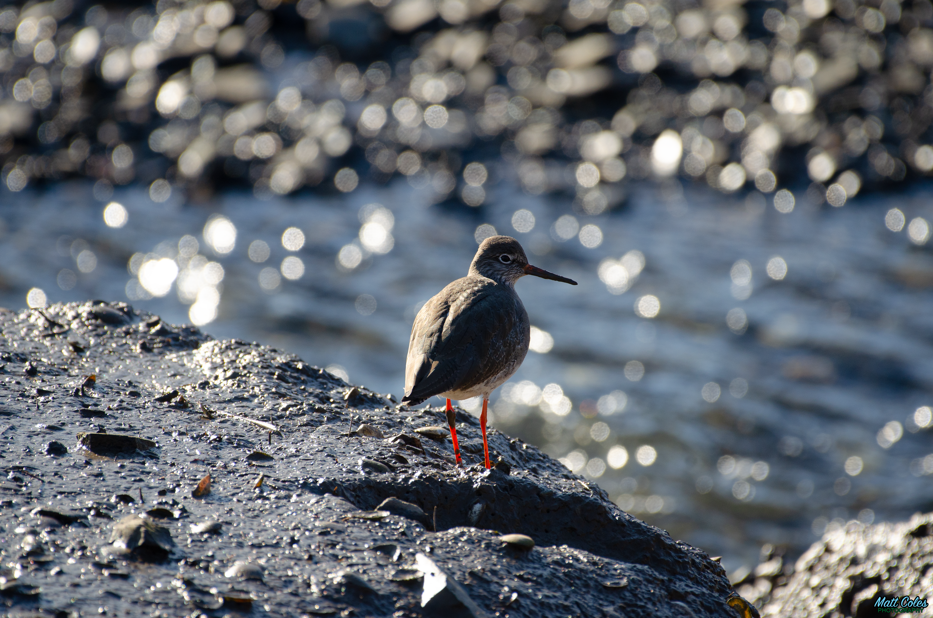 Redshank