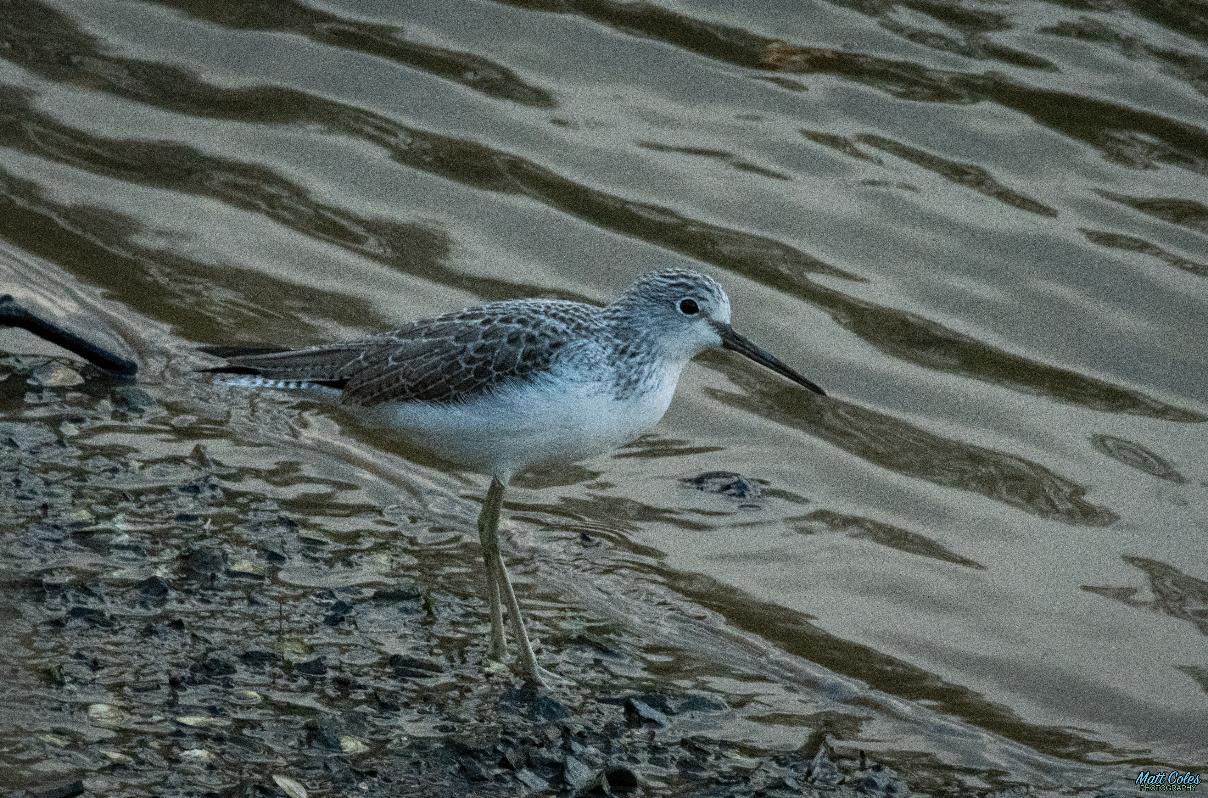 Greenshank
