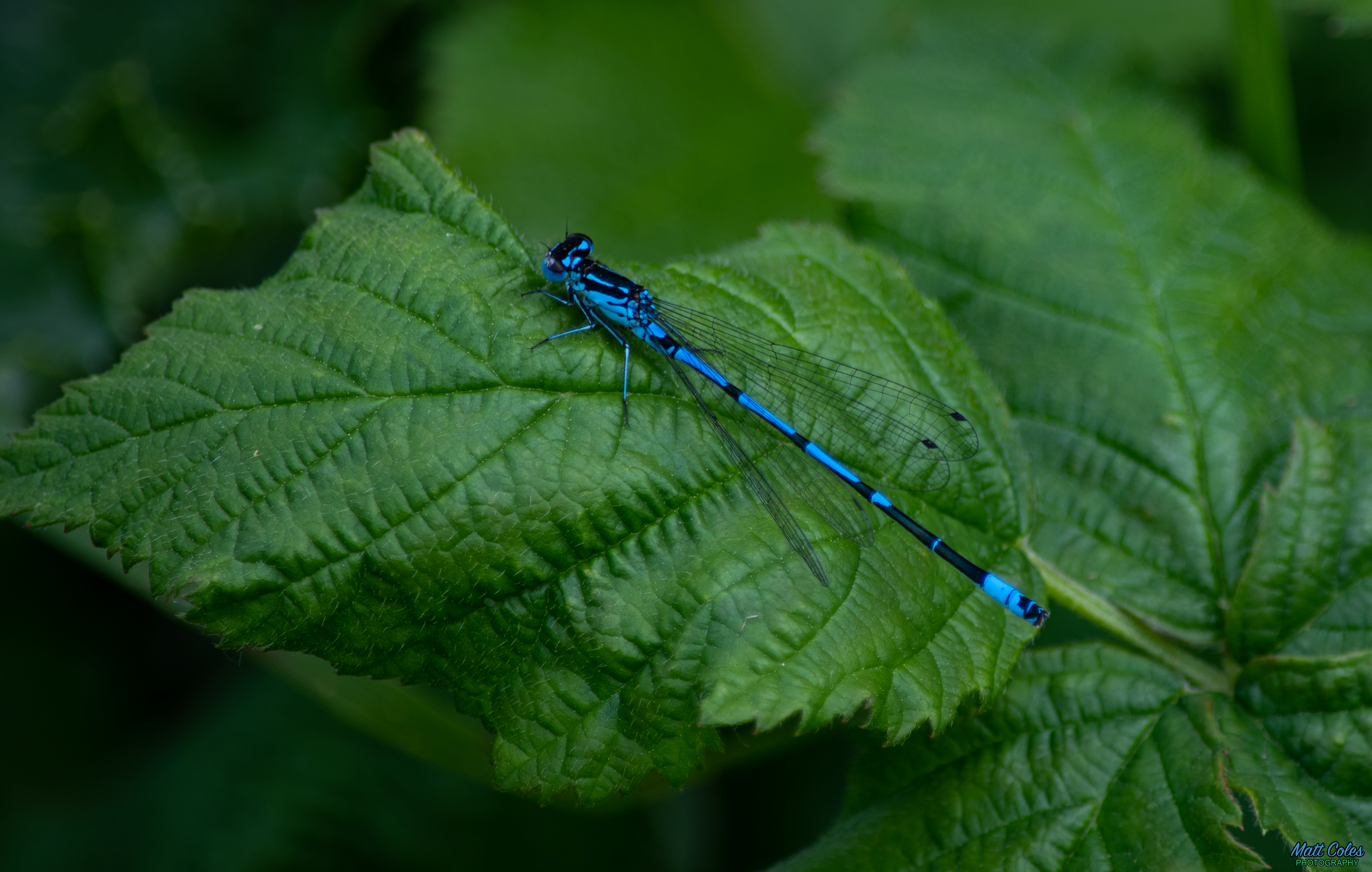 Variable Damselfly