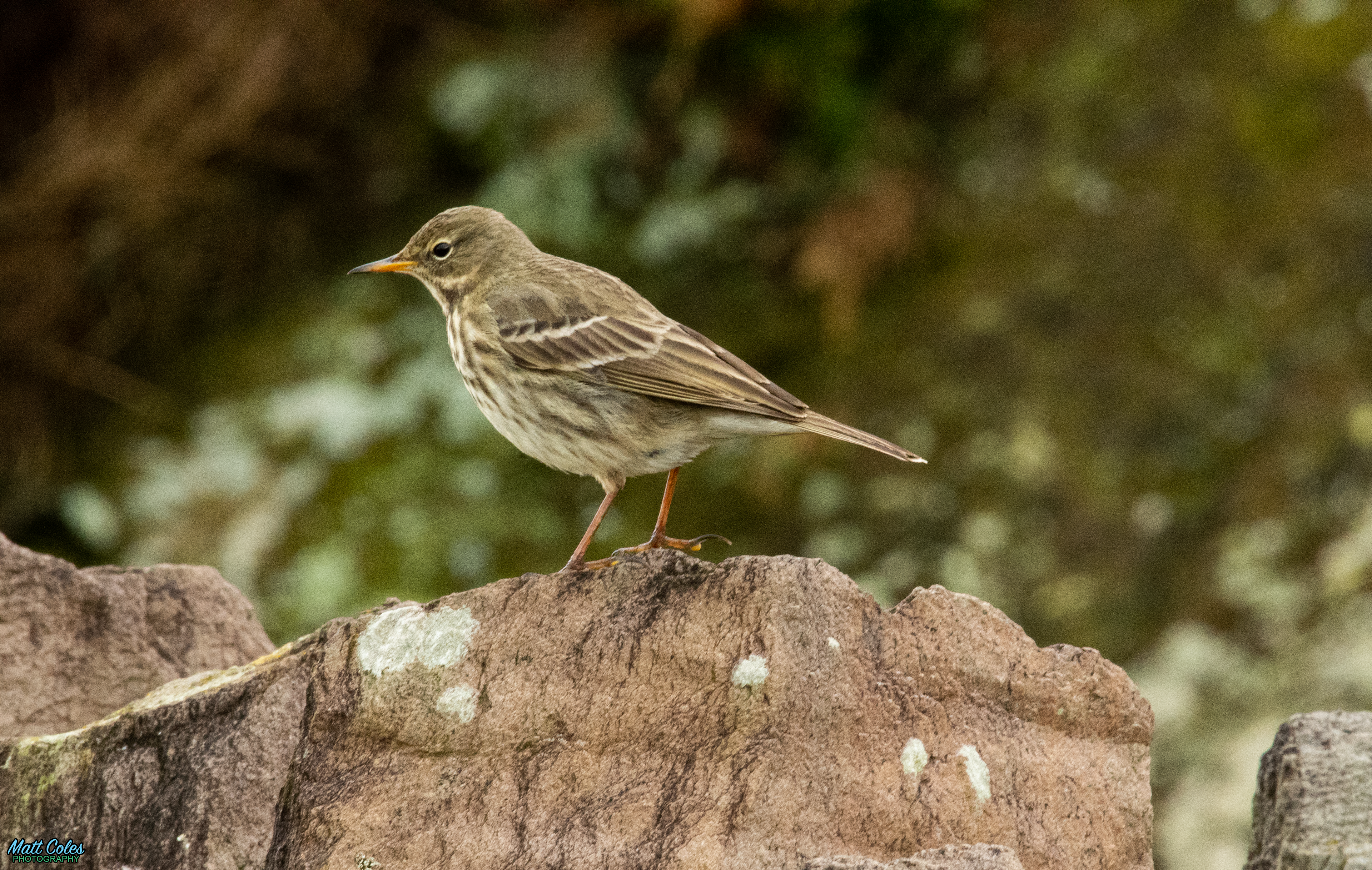 Rock Pipit