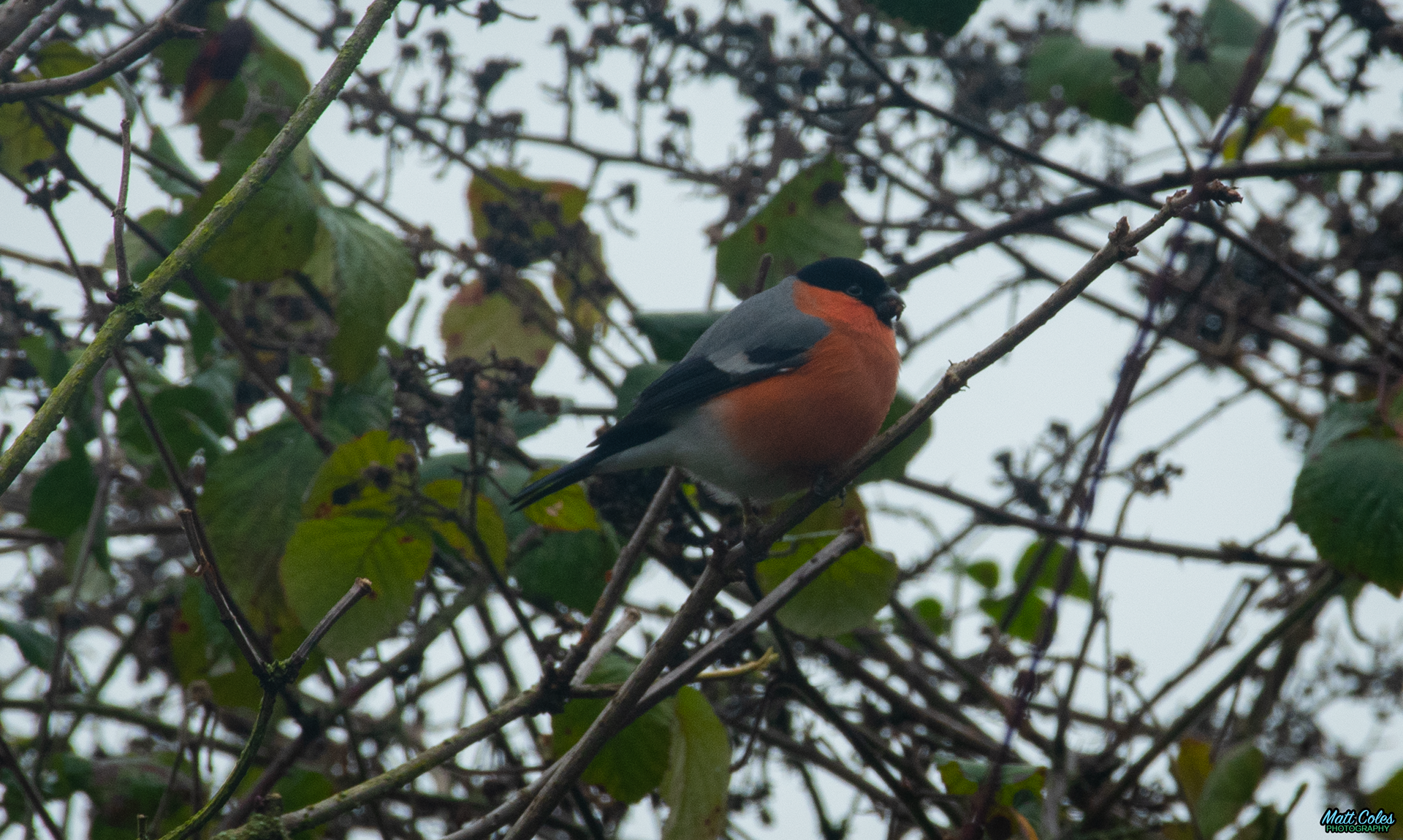 Bullfinch