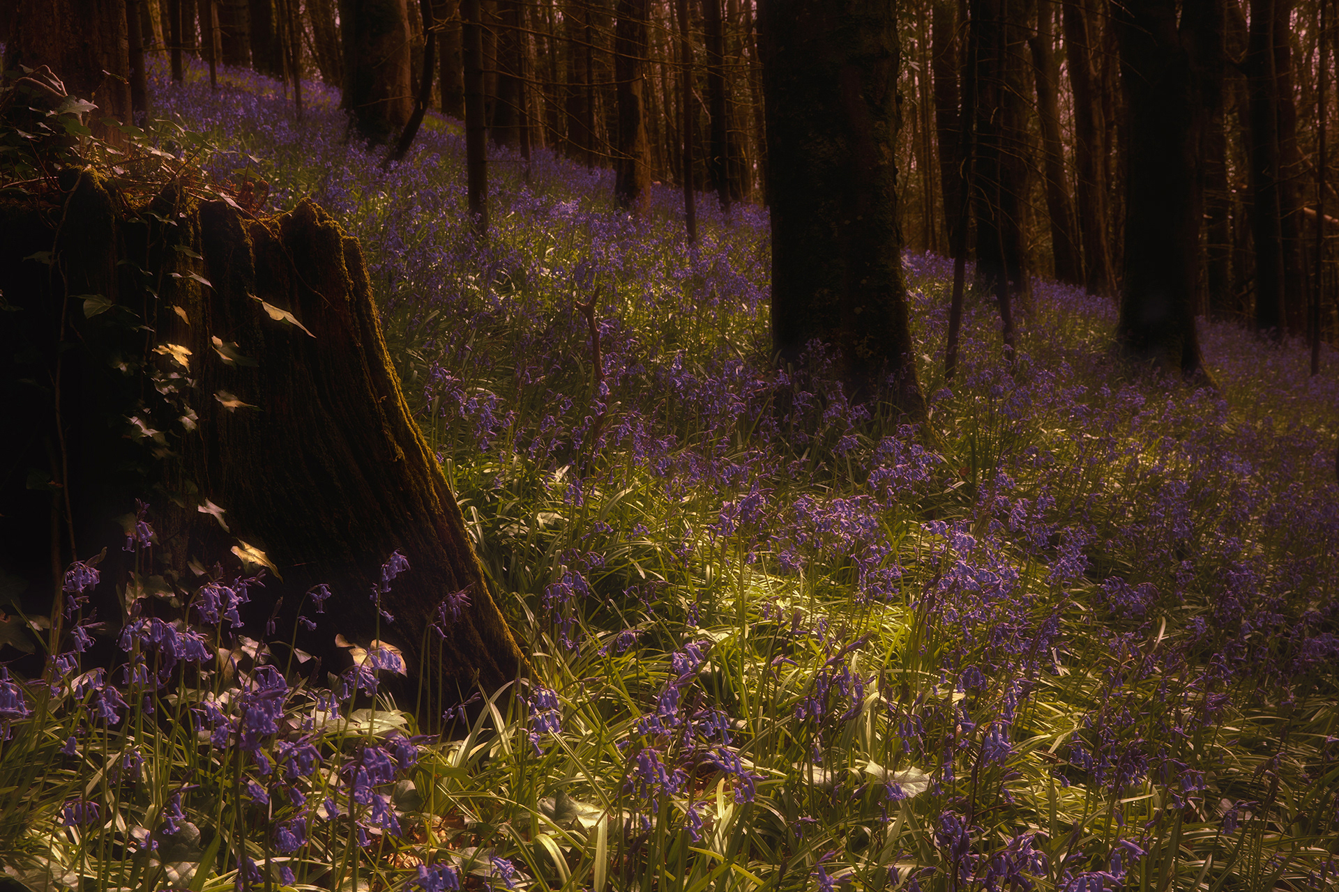 Muckno Bluebells 2
