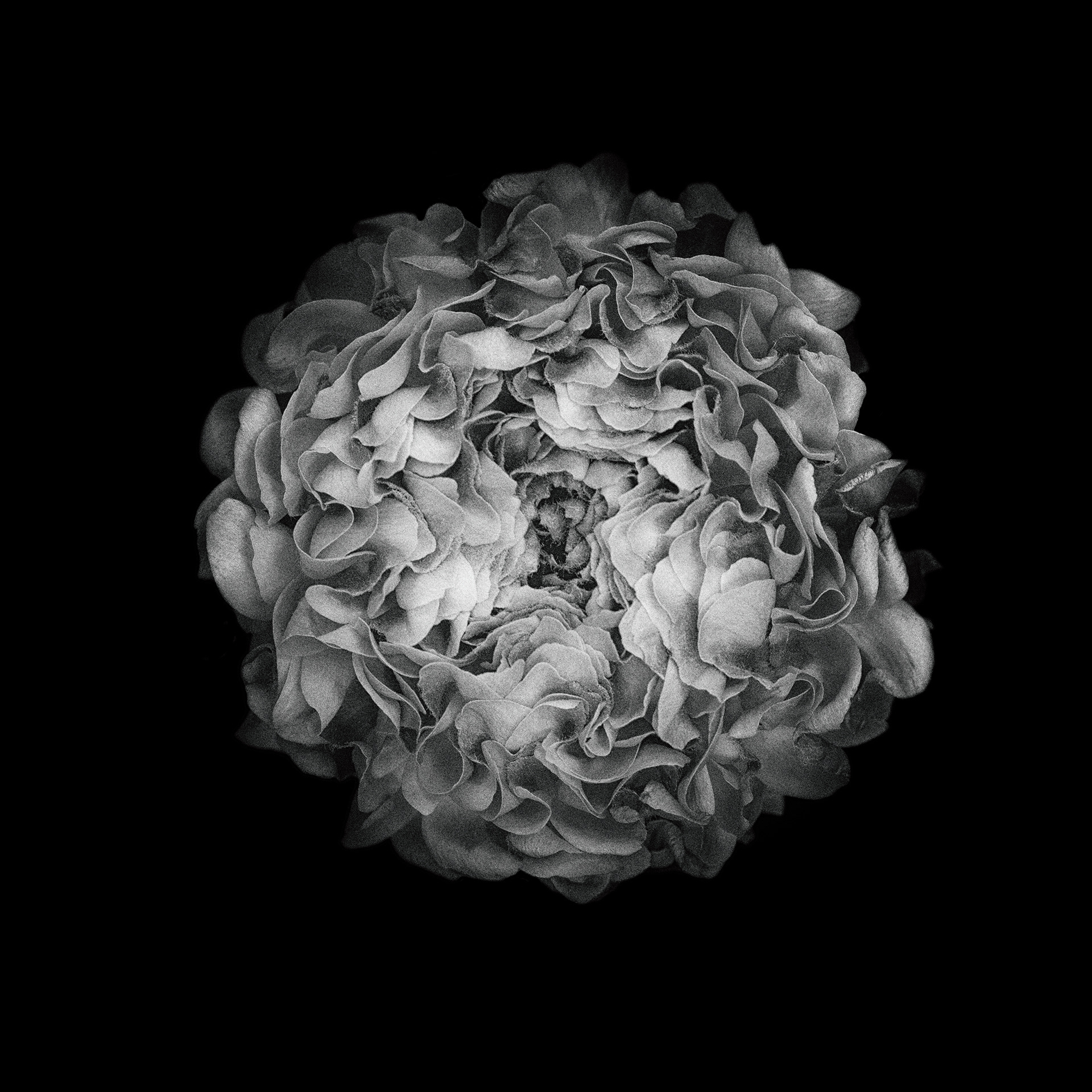 Ruffled