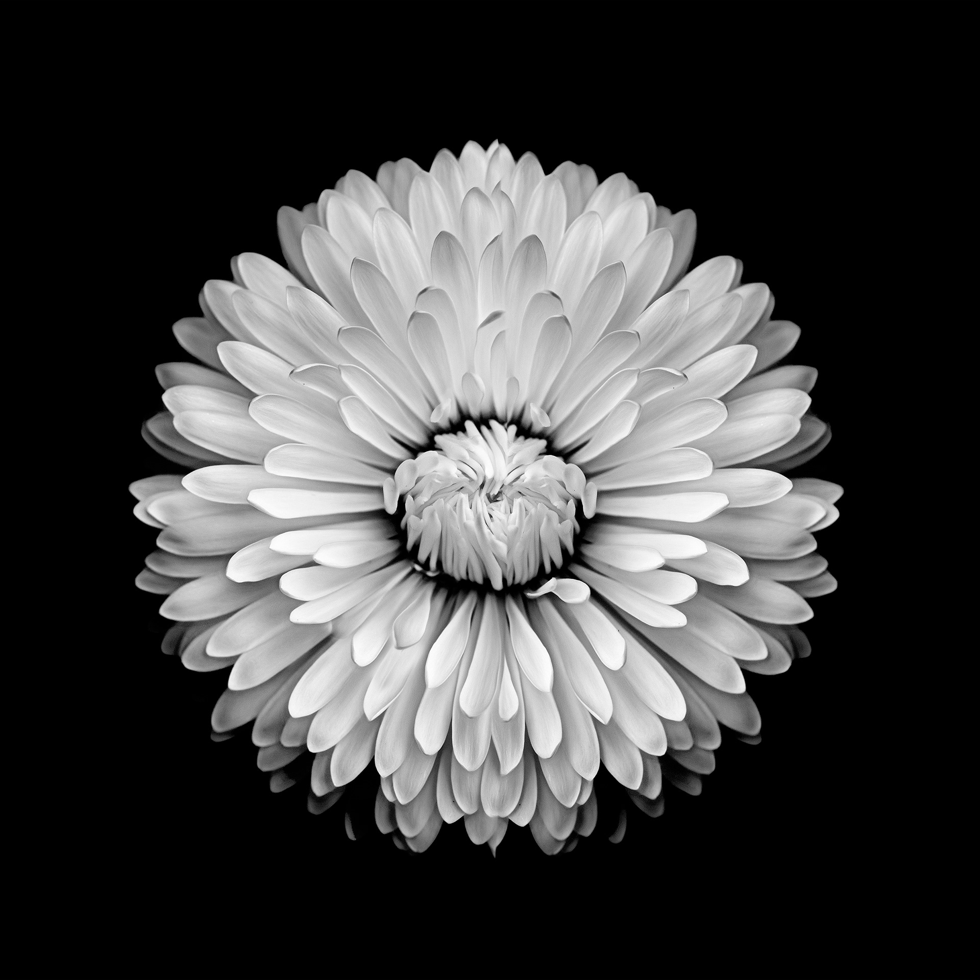 Daisy Do