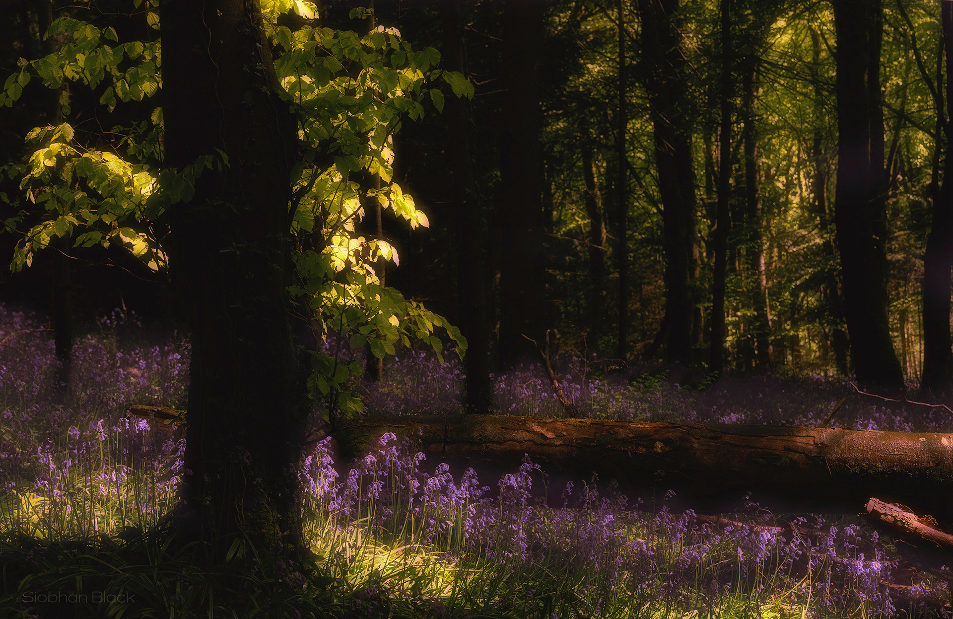 Muckno Bluebells