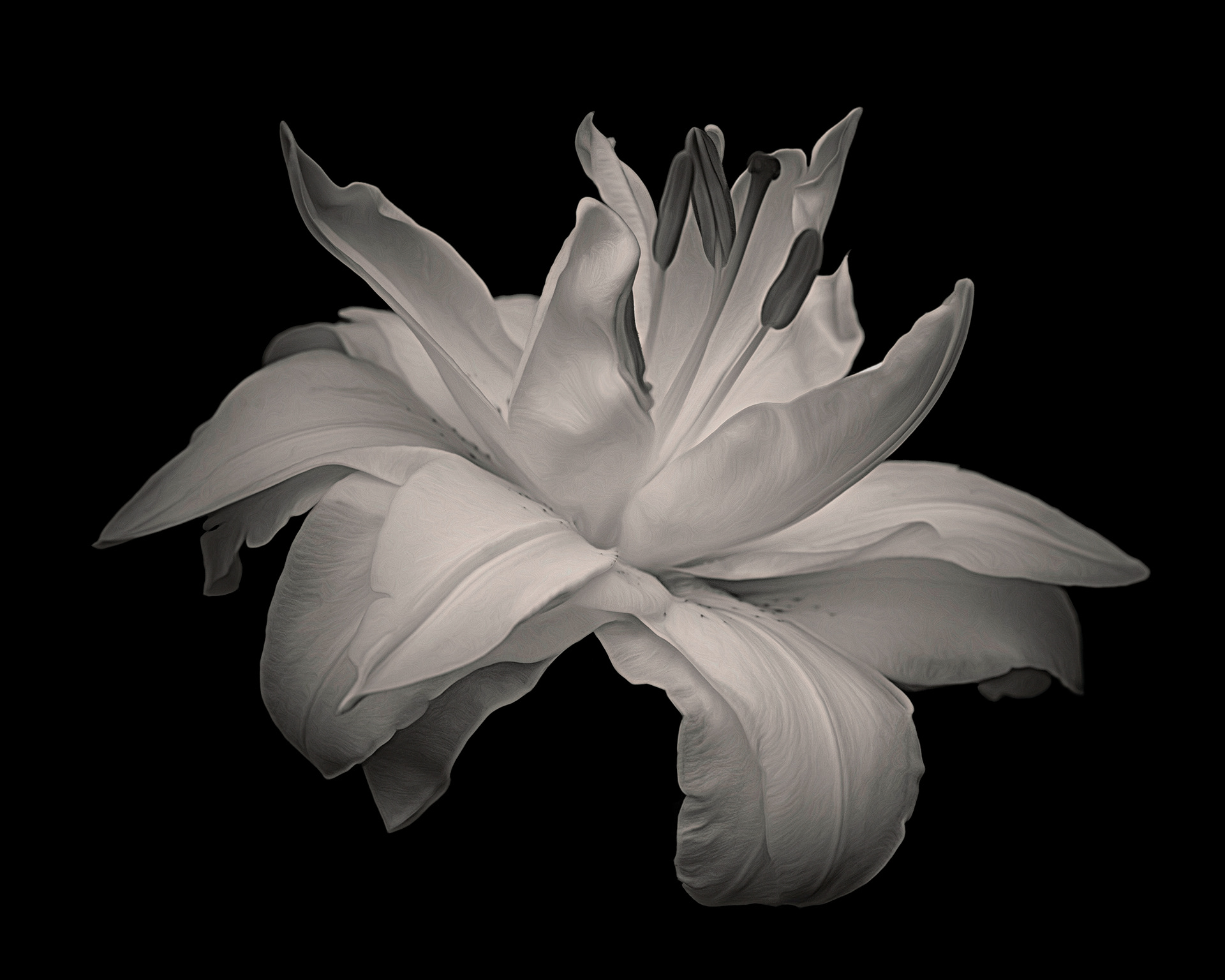 Lily