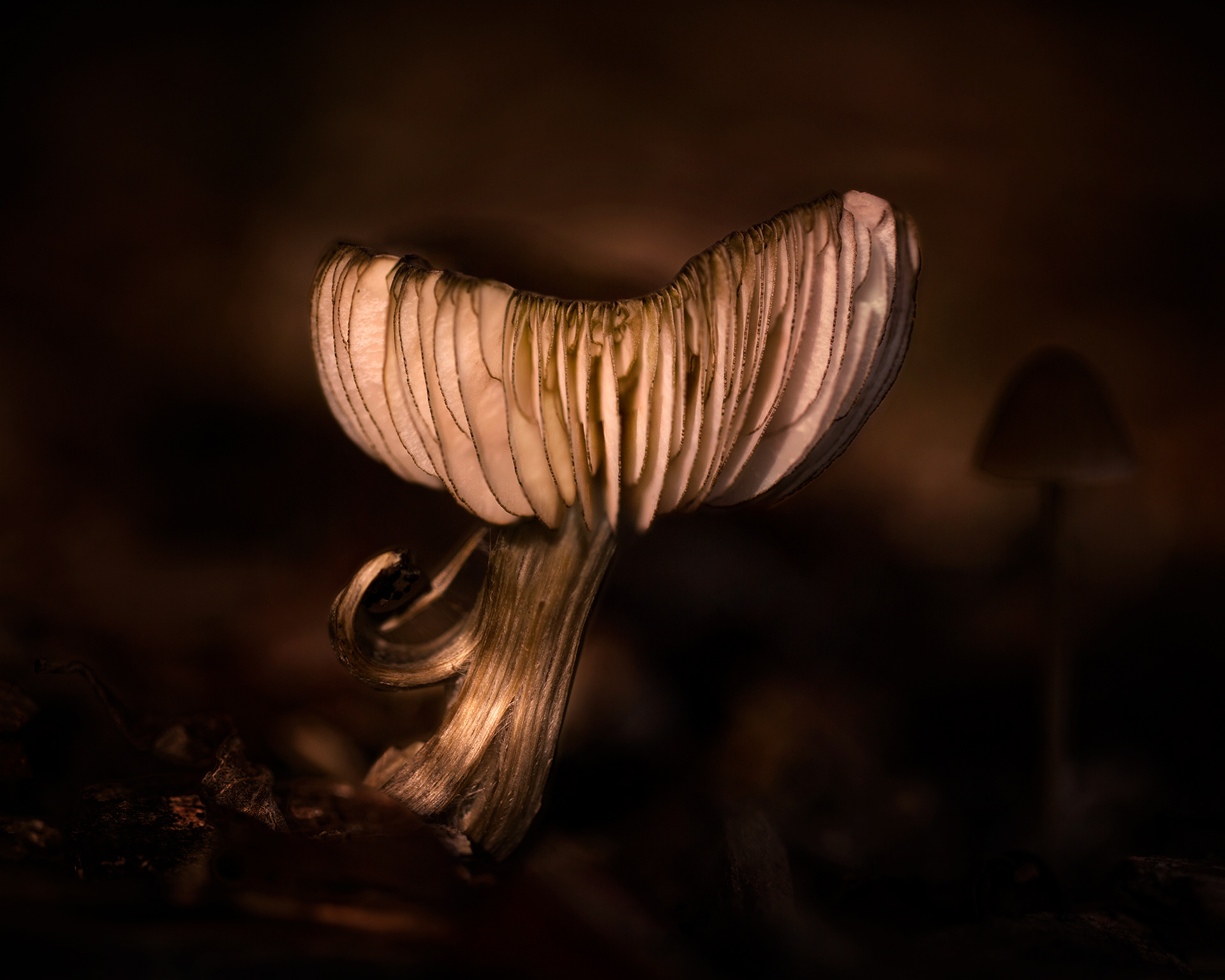Shroom 2