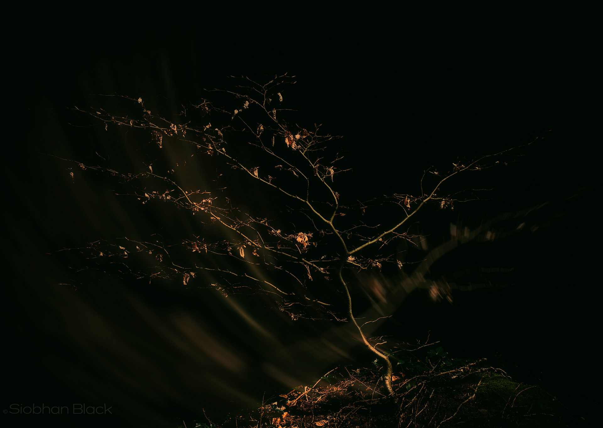 Winter Glow